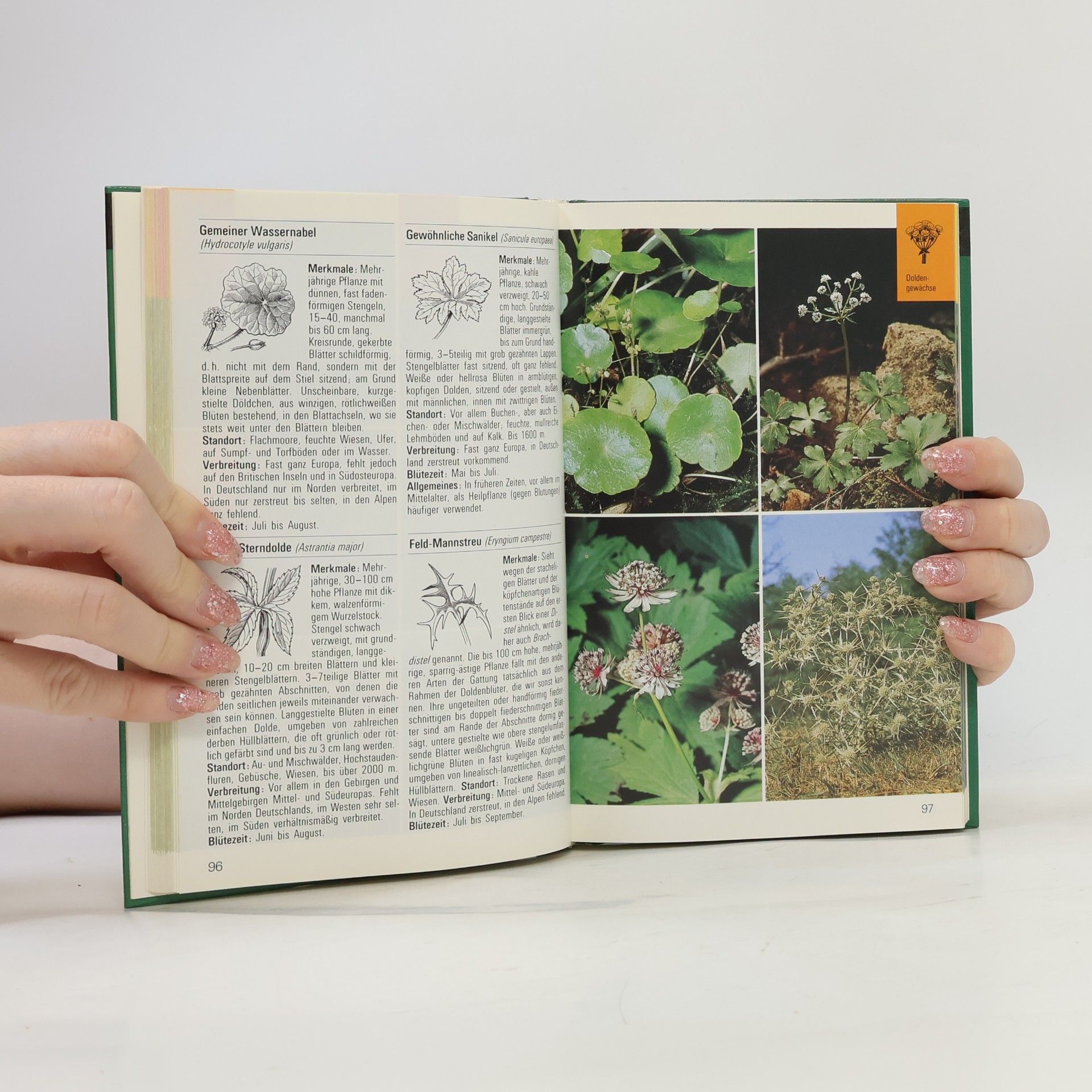 Autorenkollektiv Wildblumen