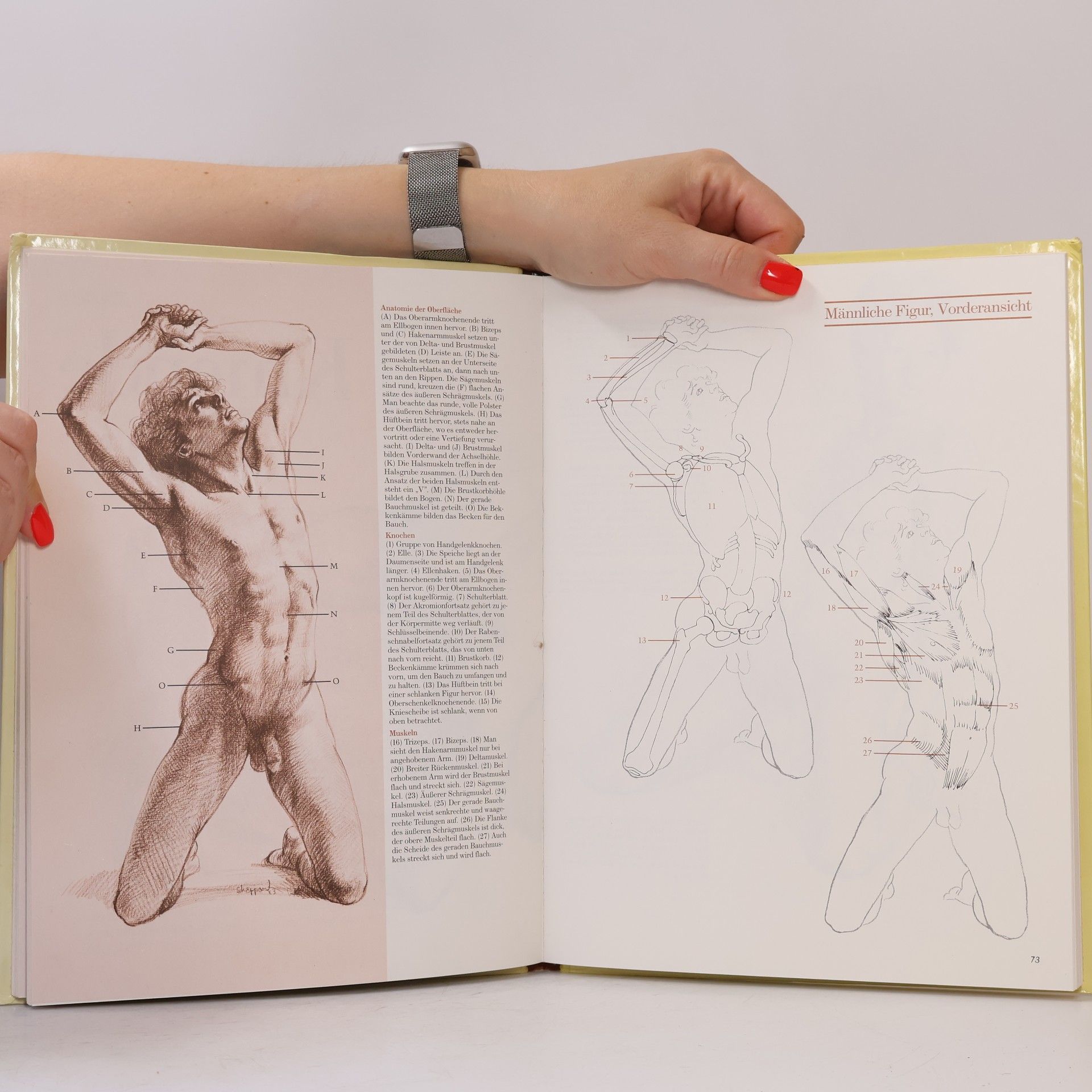 Joseph Sheppard Anatomie für Zeichner. Der menschliche Körper in der Bewegung