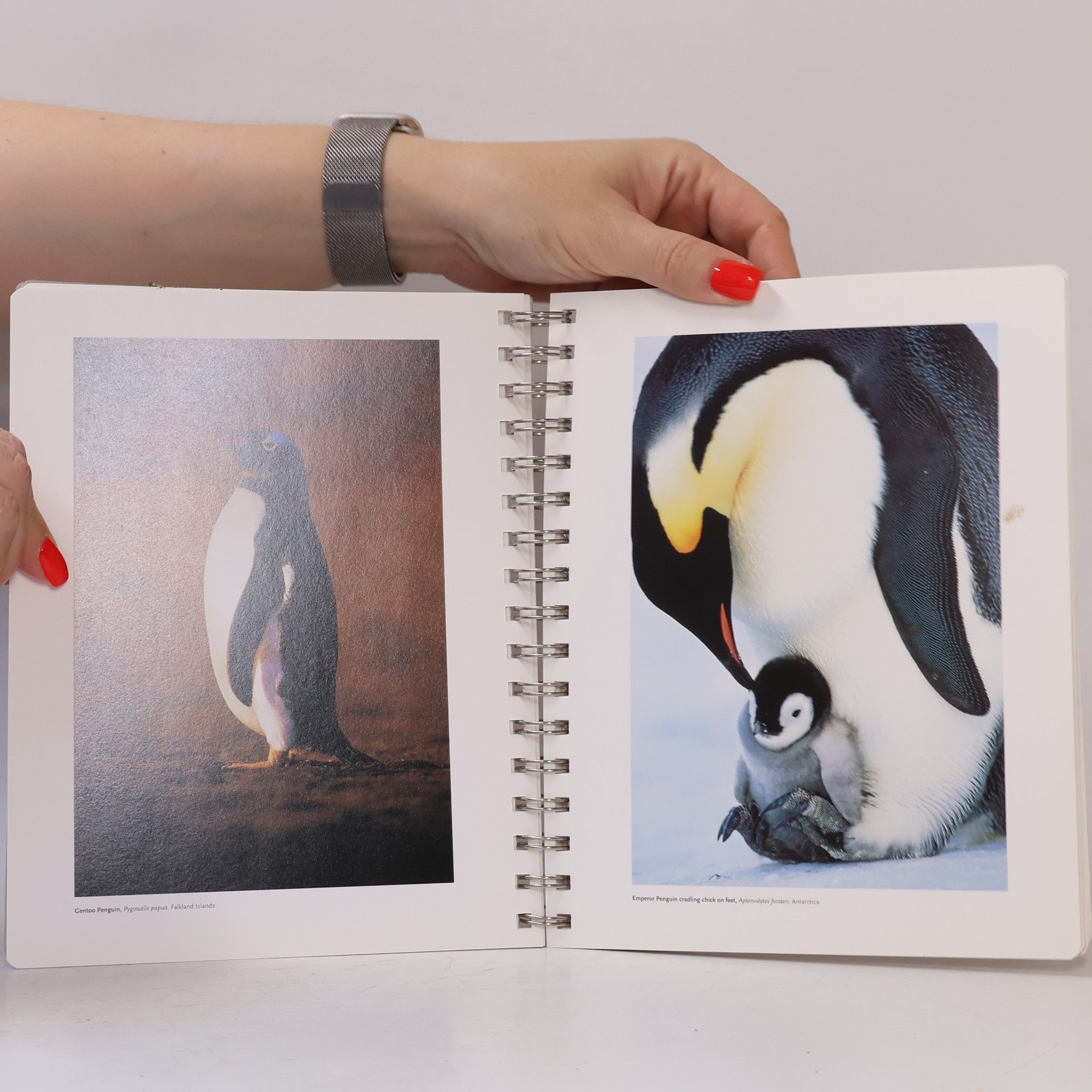 Frans Lanting Kalender, Penguin, Diary: Diaries (Penguins Diary)