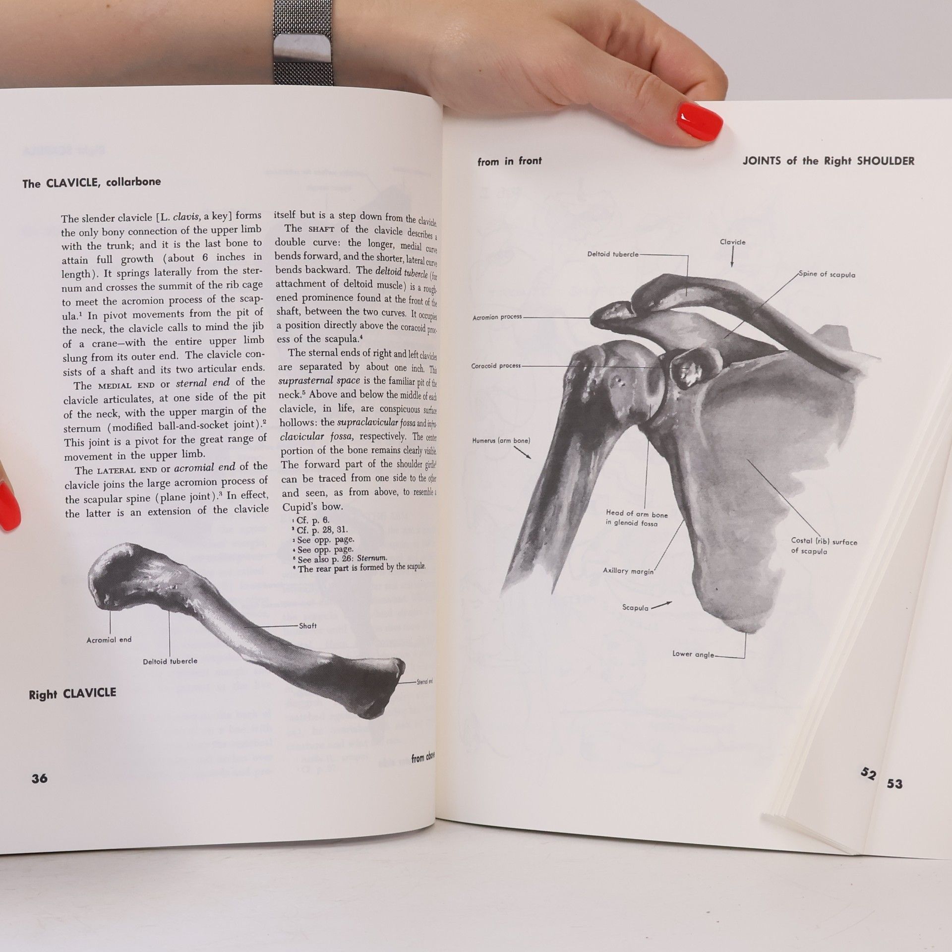 Stephen Rogers Peck Atlas of Human Anatomy for the Artist
