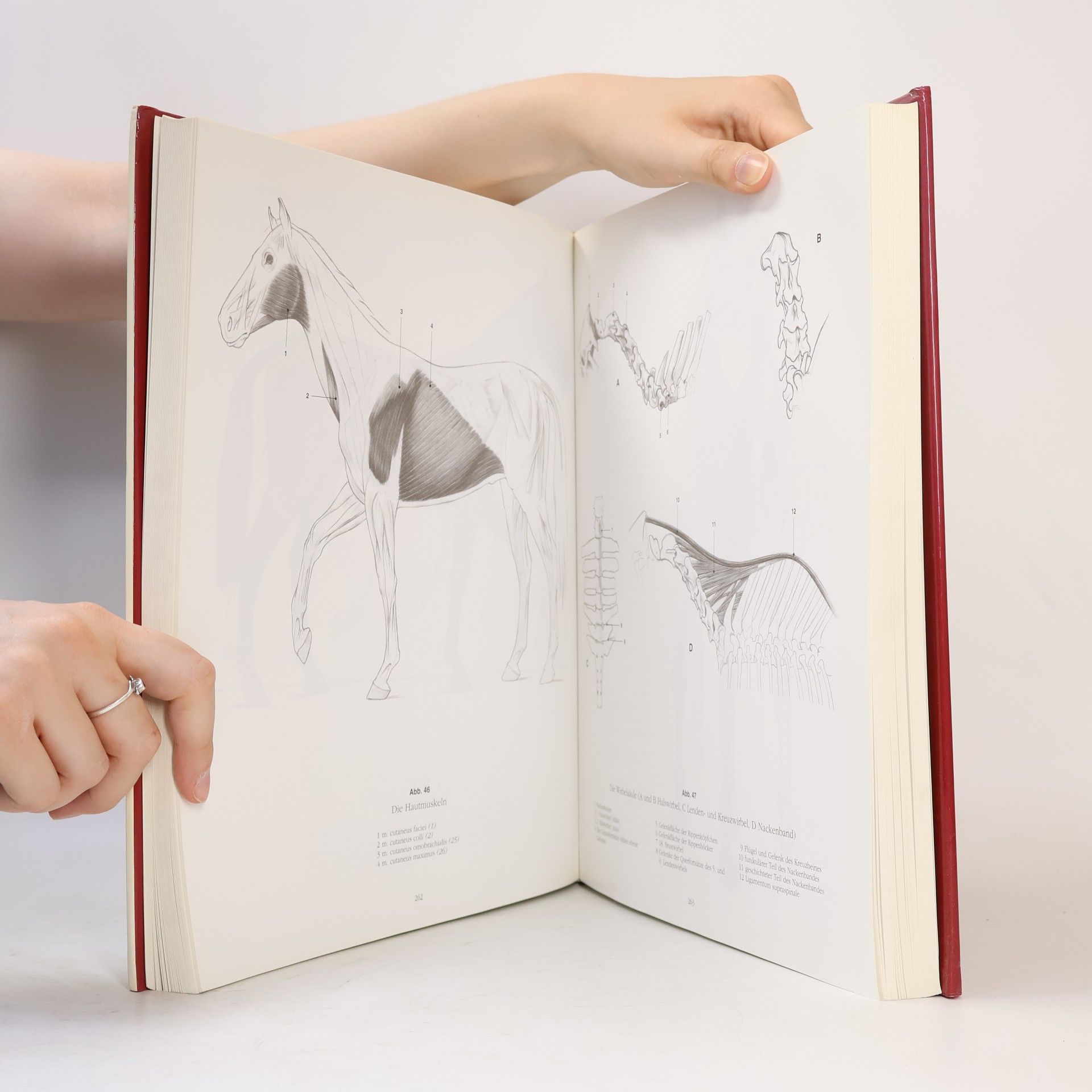 András Szunyoghy Anatomische Zeichenschule