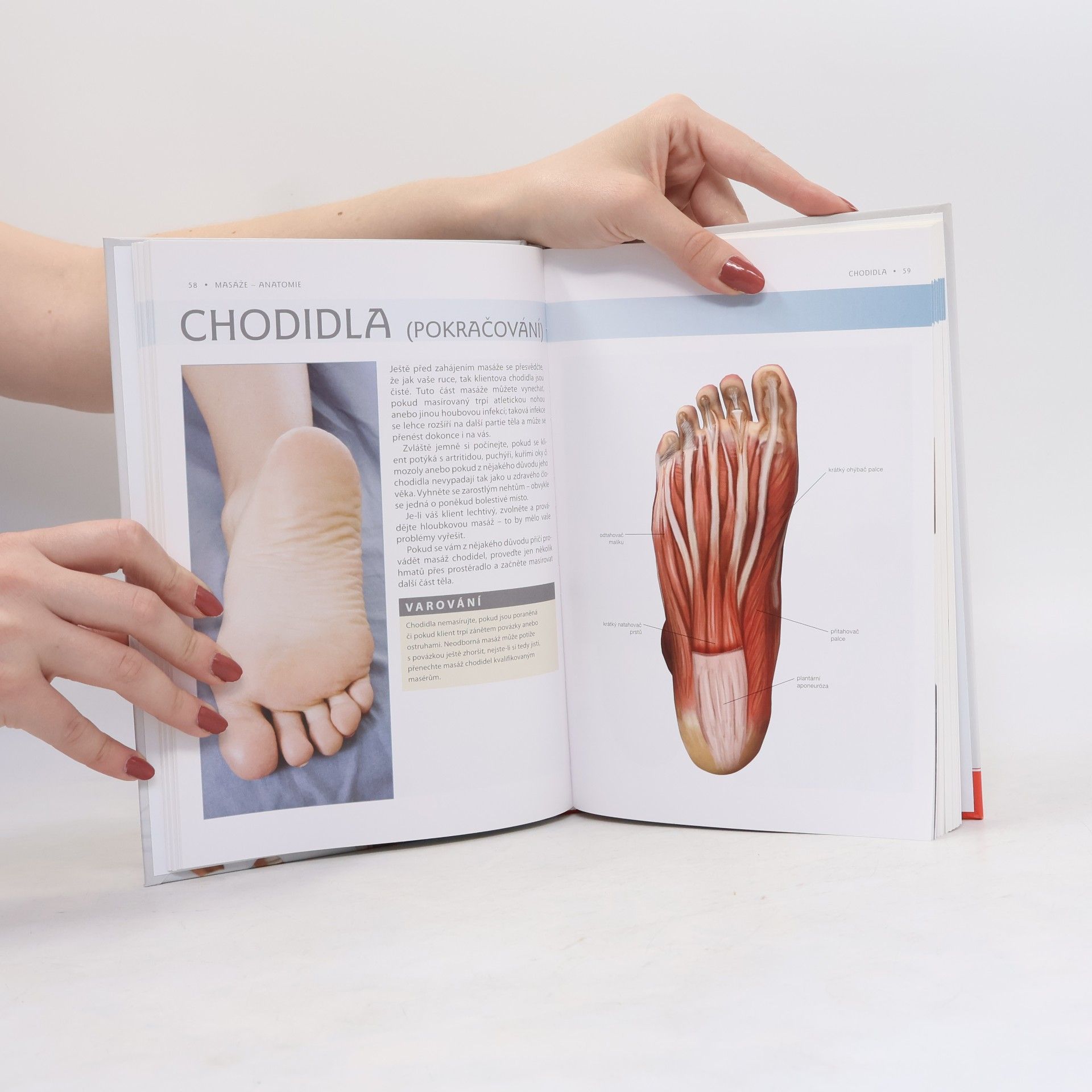 Abby Ellsworth Masáže - Anatomie. Průvodce sedmi masážními styly a jejich vlivem na konkrétní svalové skupiny