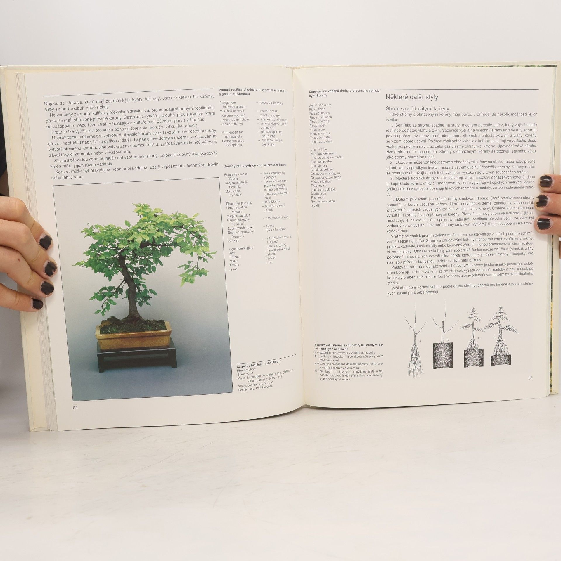 Petr Herynek Bonsai