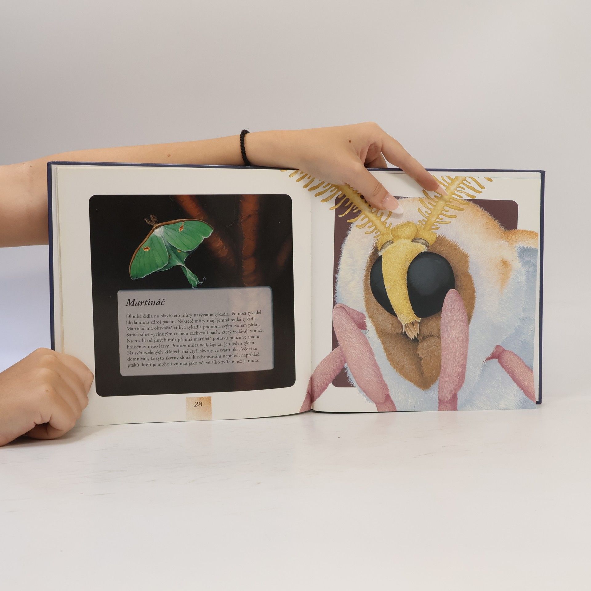 Hannah Kate Sackett Poznávejte zvířata. Kdo v noci nespí