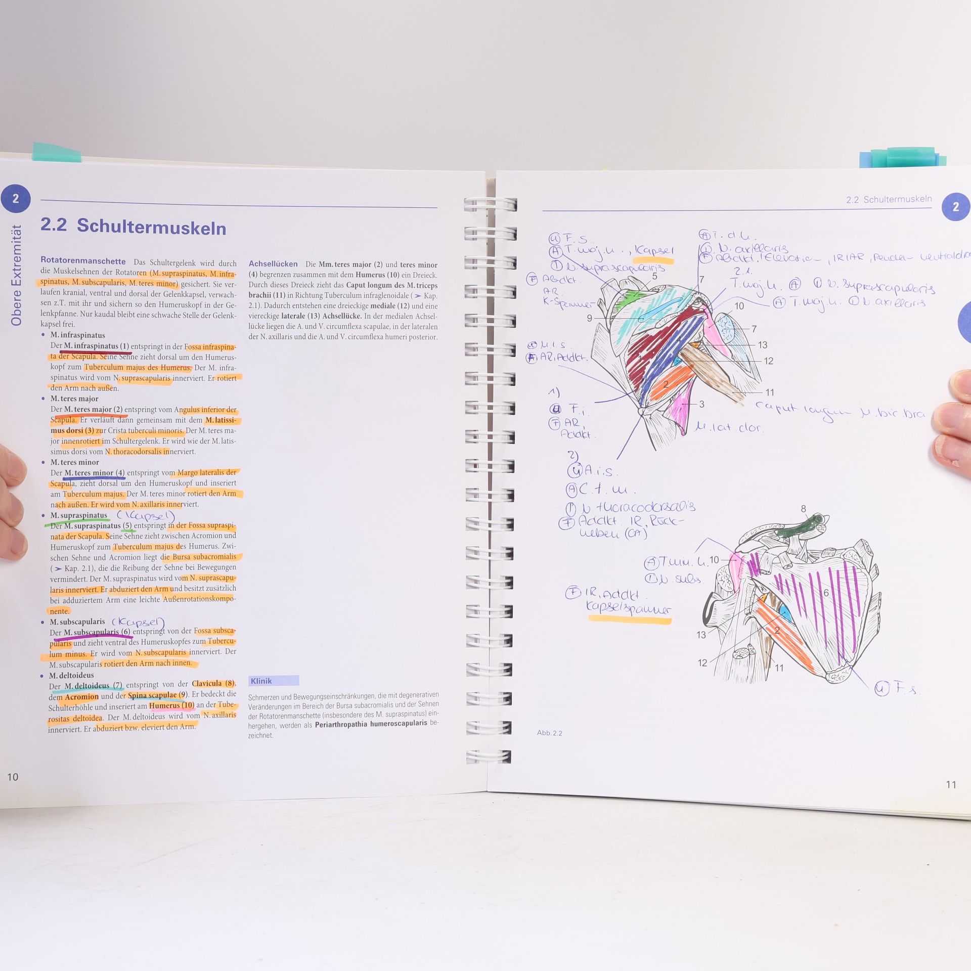 Oliver Kretz Sobotta Malbuch Anatomie
