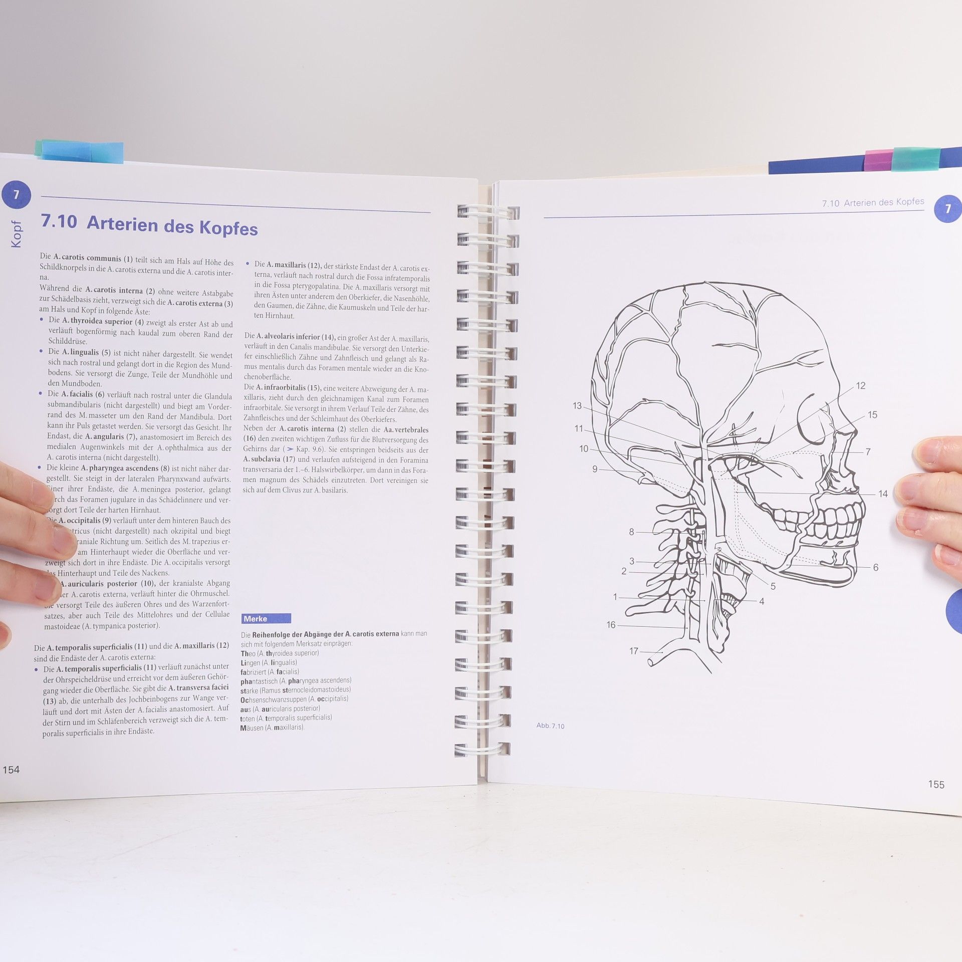 Oliver Kretz Sobotta Malbuch Anatomie