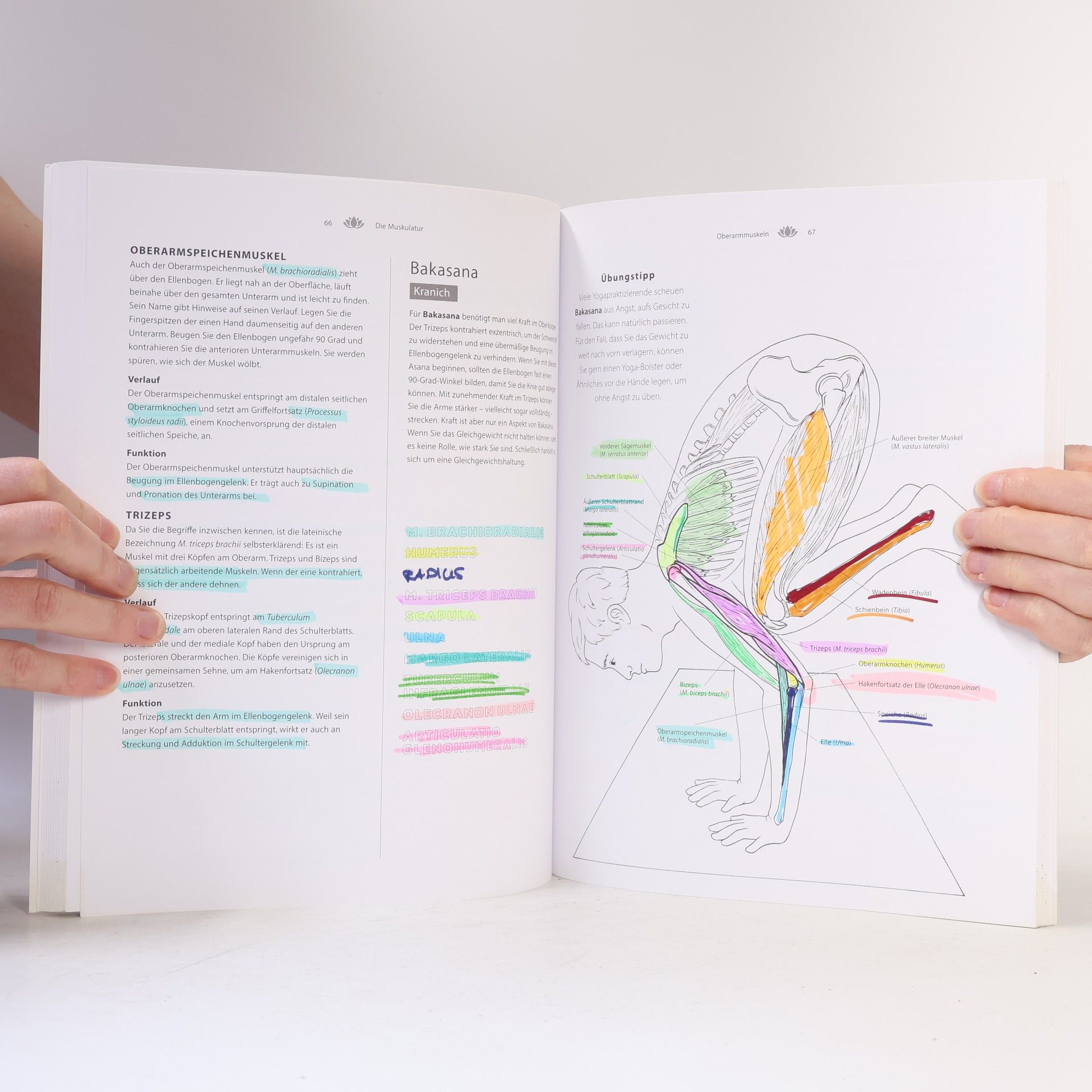 Samantha Stutzman Das Yoga-Anatomie-Malbuch