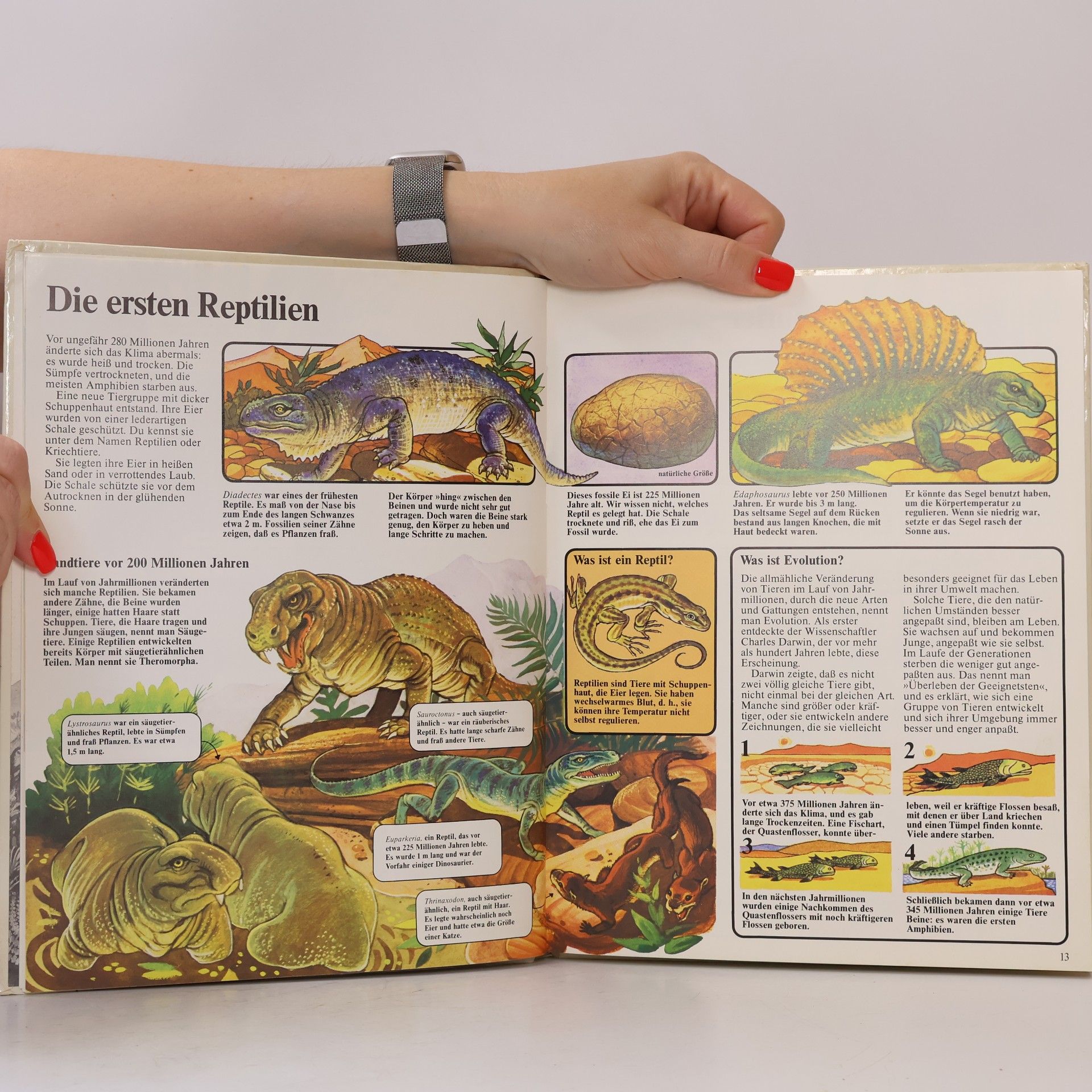 Anne Mac Cord Dinosaurier. Mammuts. Neandertaler : Das grosse Buch für junge Forscher.