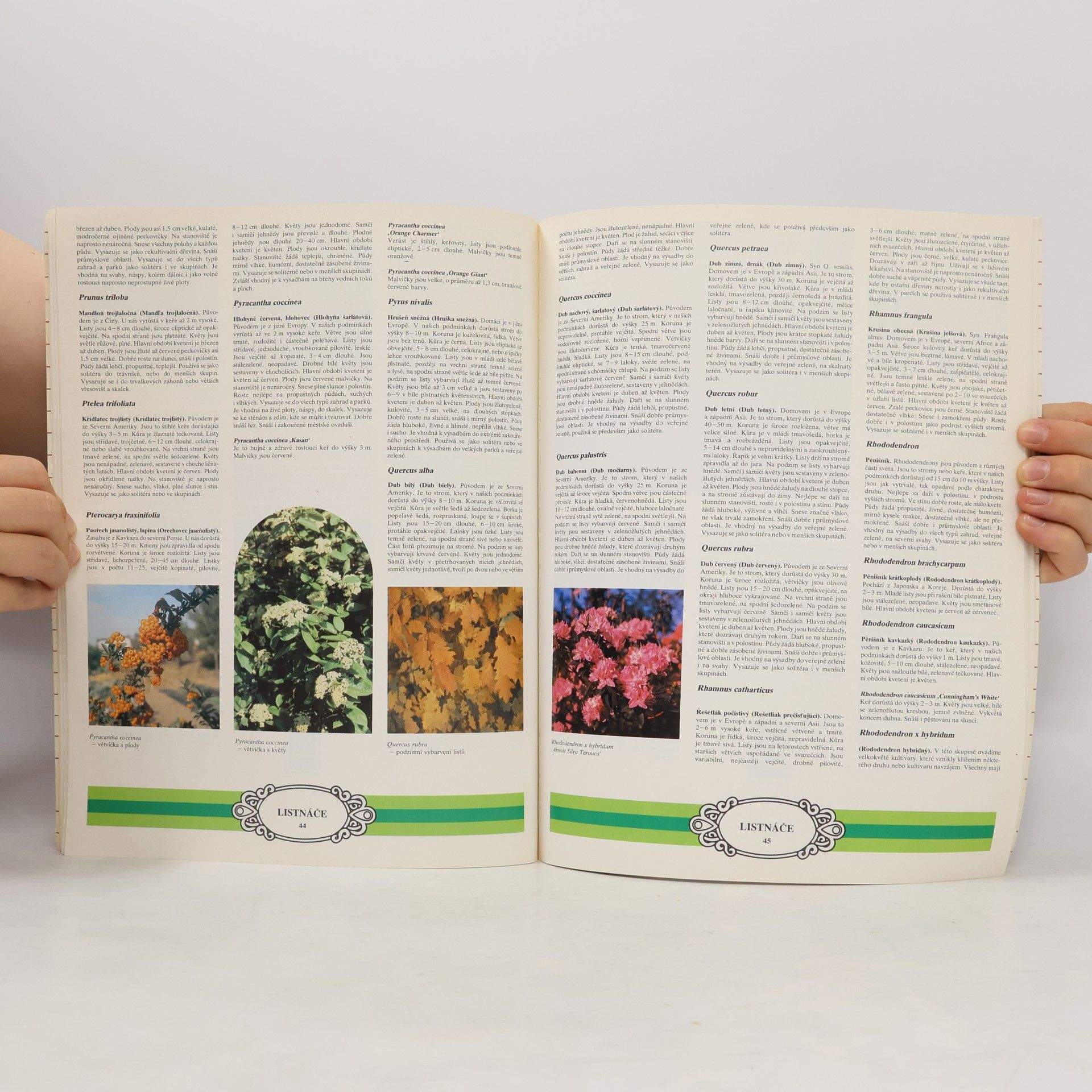 Autorenkollektiv Katalog okrasných dřevin a růží : listnáče, jehličnany, popínavé dřeviny, růže