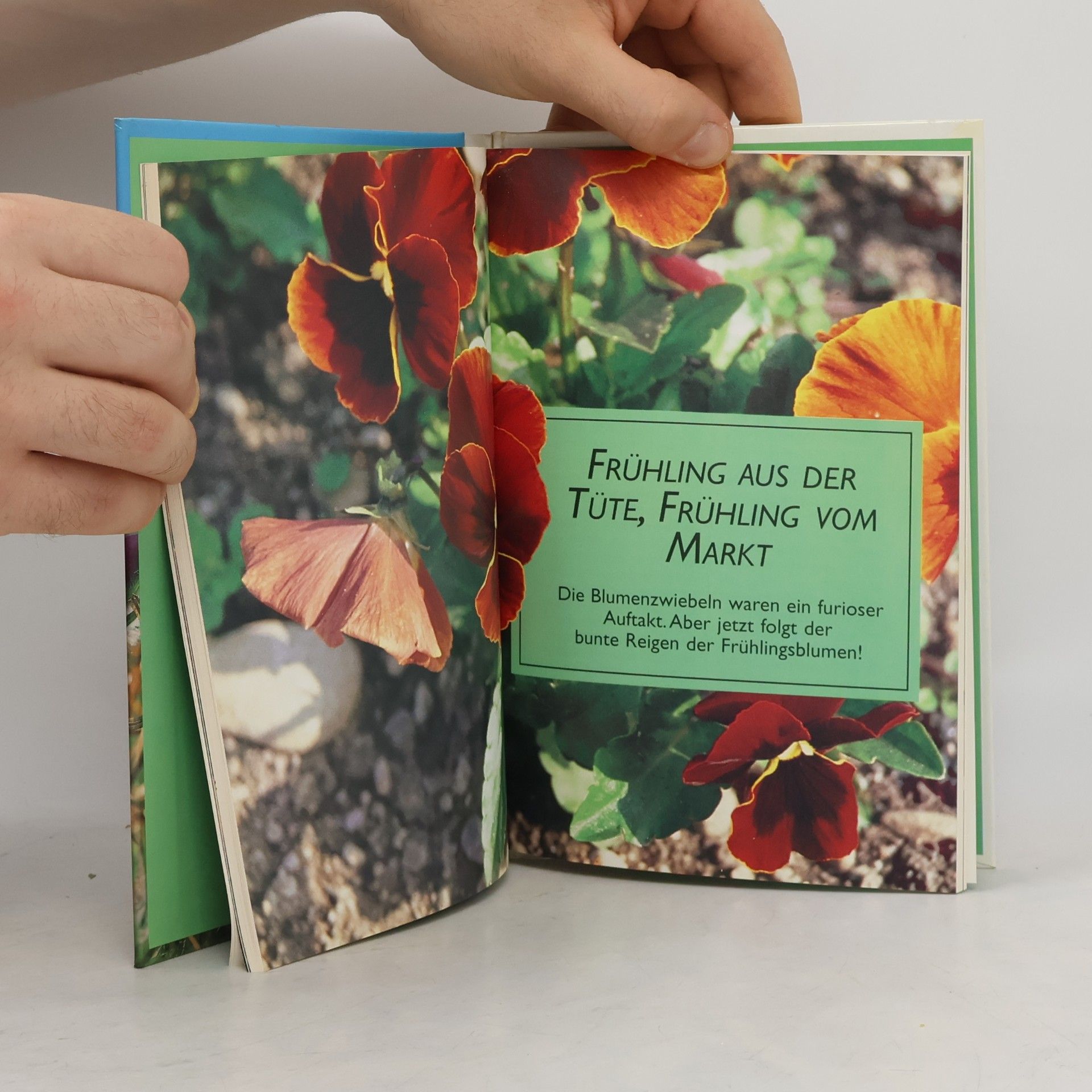Ute York Frühlingsblumen