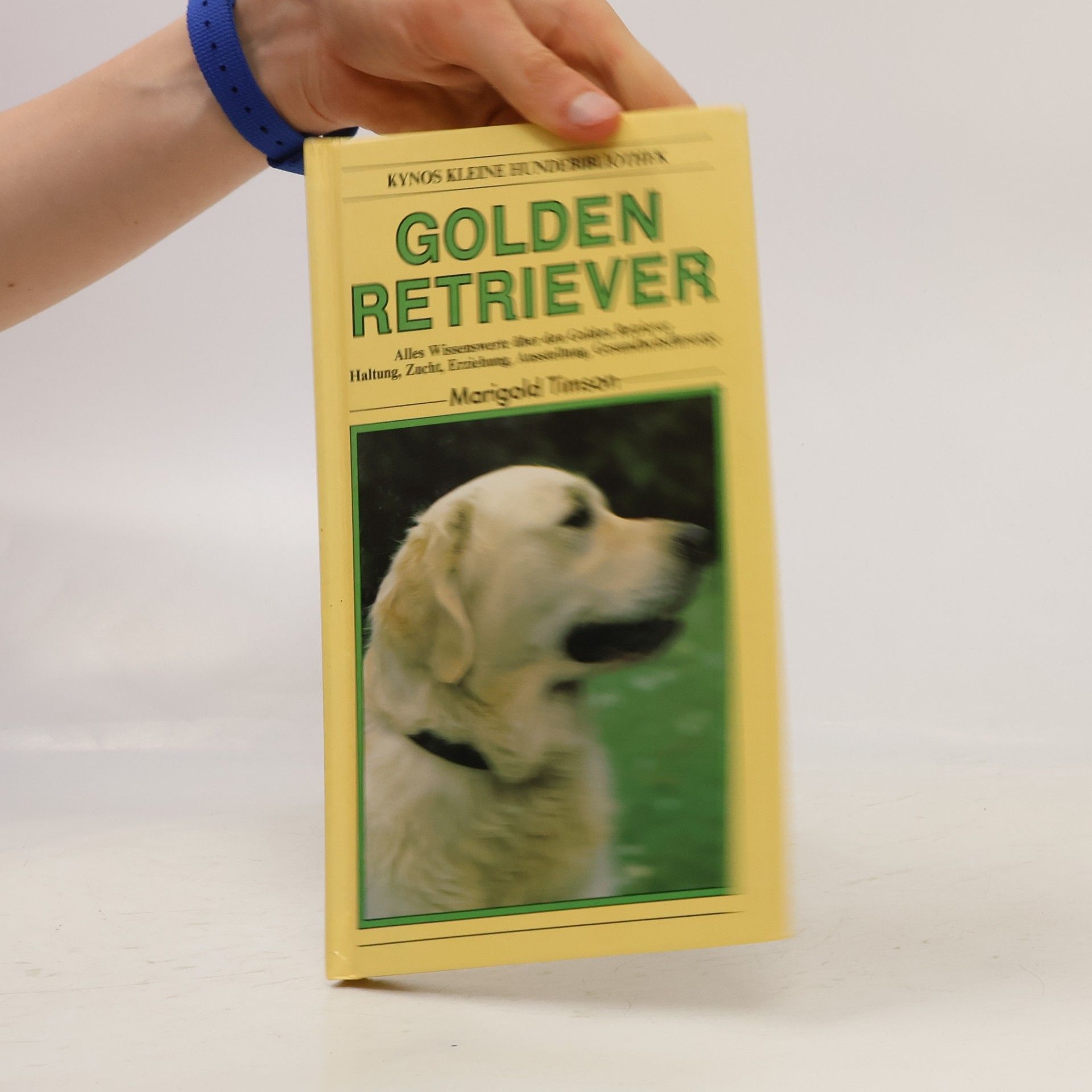 Marigold Timson Golden Retriever