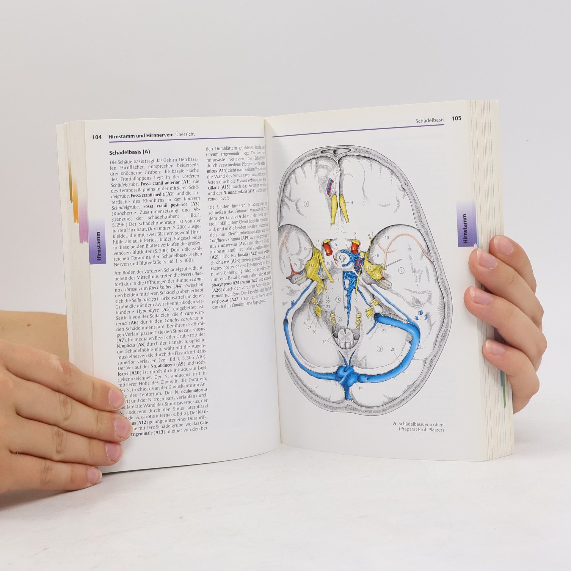 Helga Fritsch Taschenatlas Anatomie