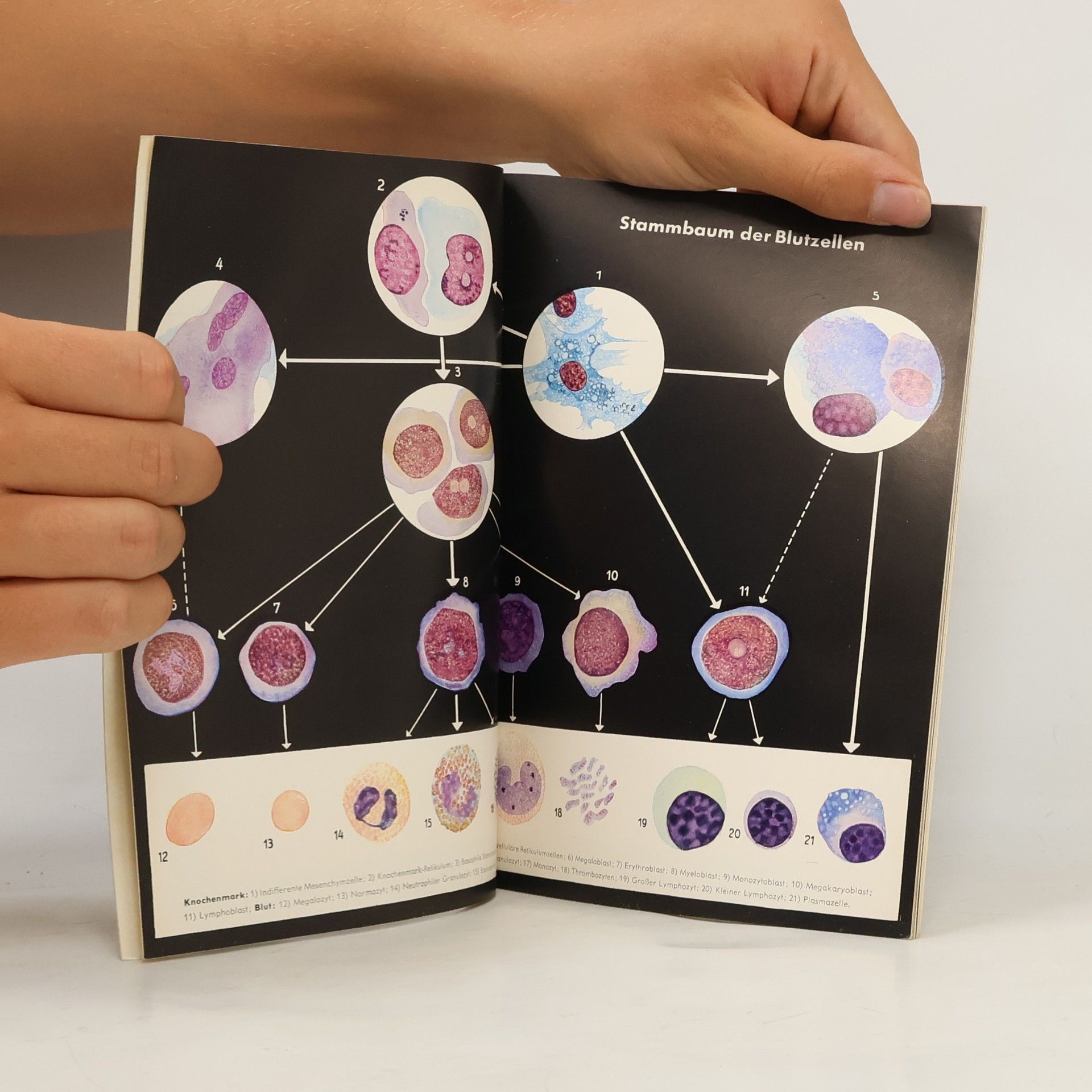 Auteurscollectief Kleines Vademecum Haematologicum Nordmark
