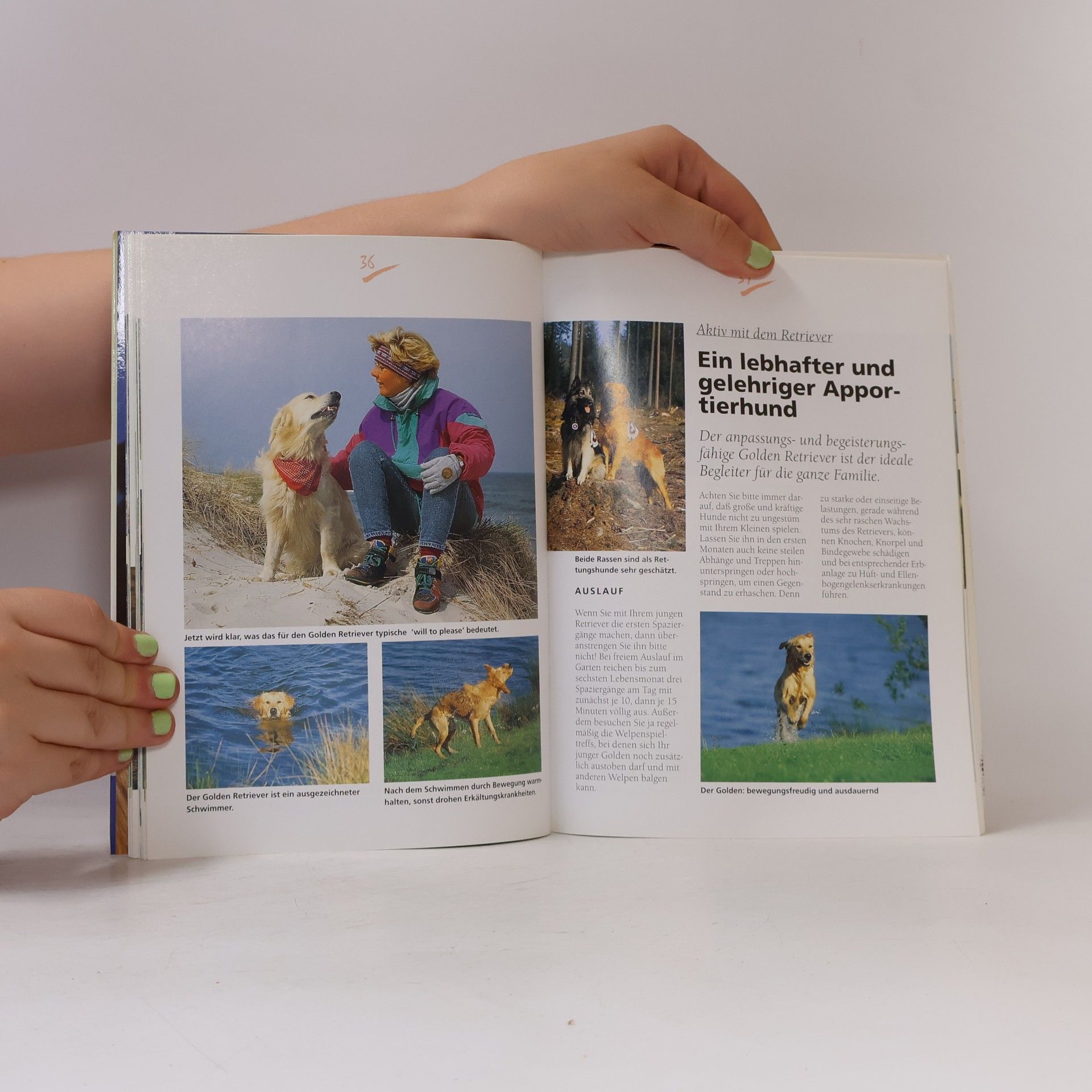 Brigitte Rauth-Widmann Golden Retriever