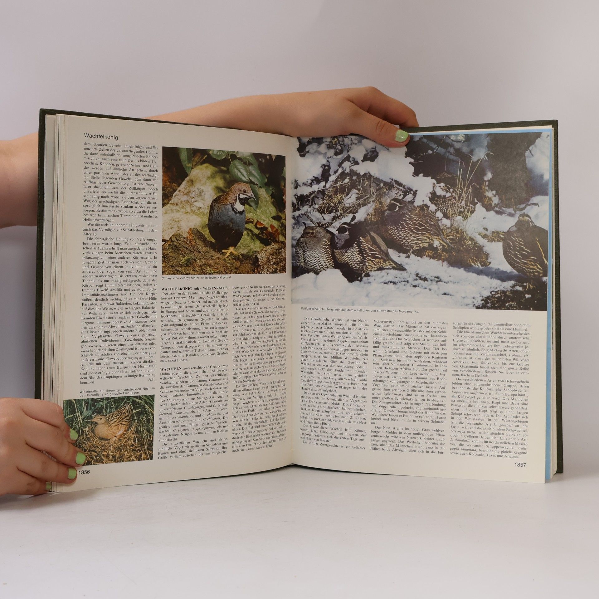 Autores varios Grosses Lexikon der Tierwelt 6. Ste-Zy