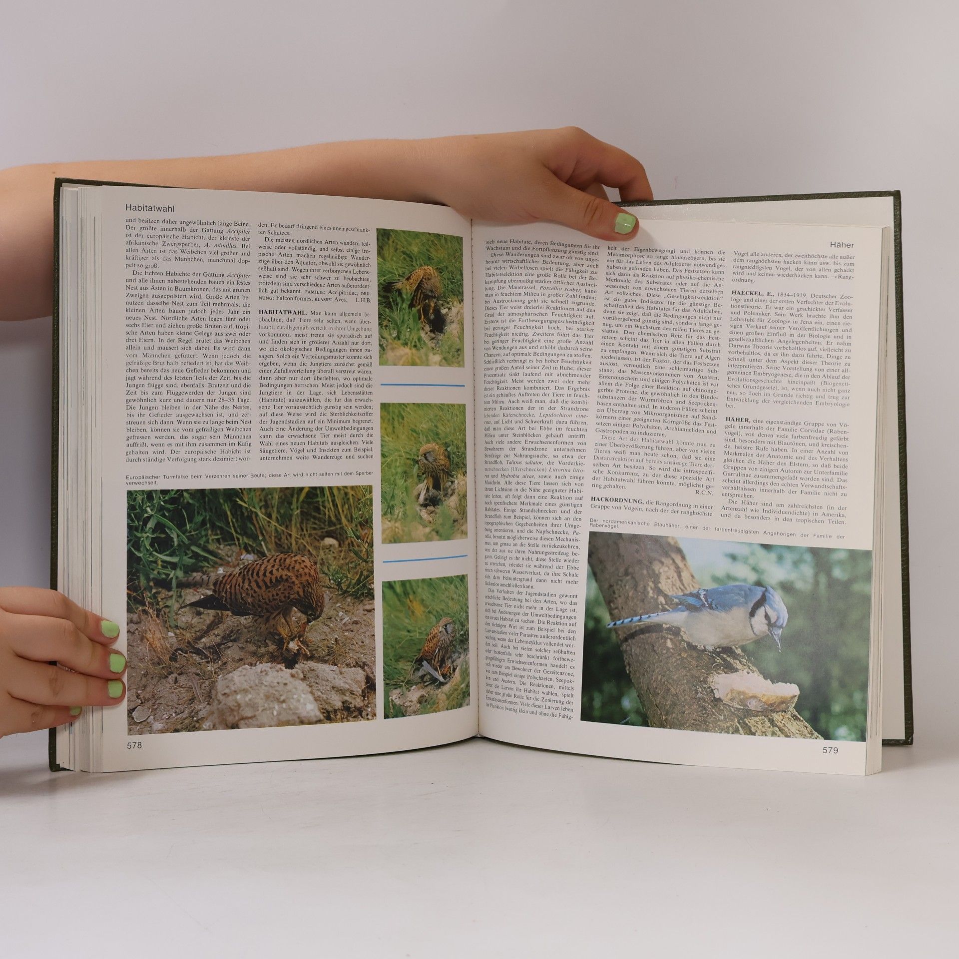Autorenkollektiv Das grosses Lexikon der Tierwelt 2