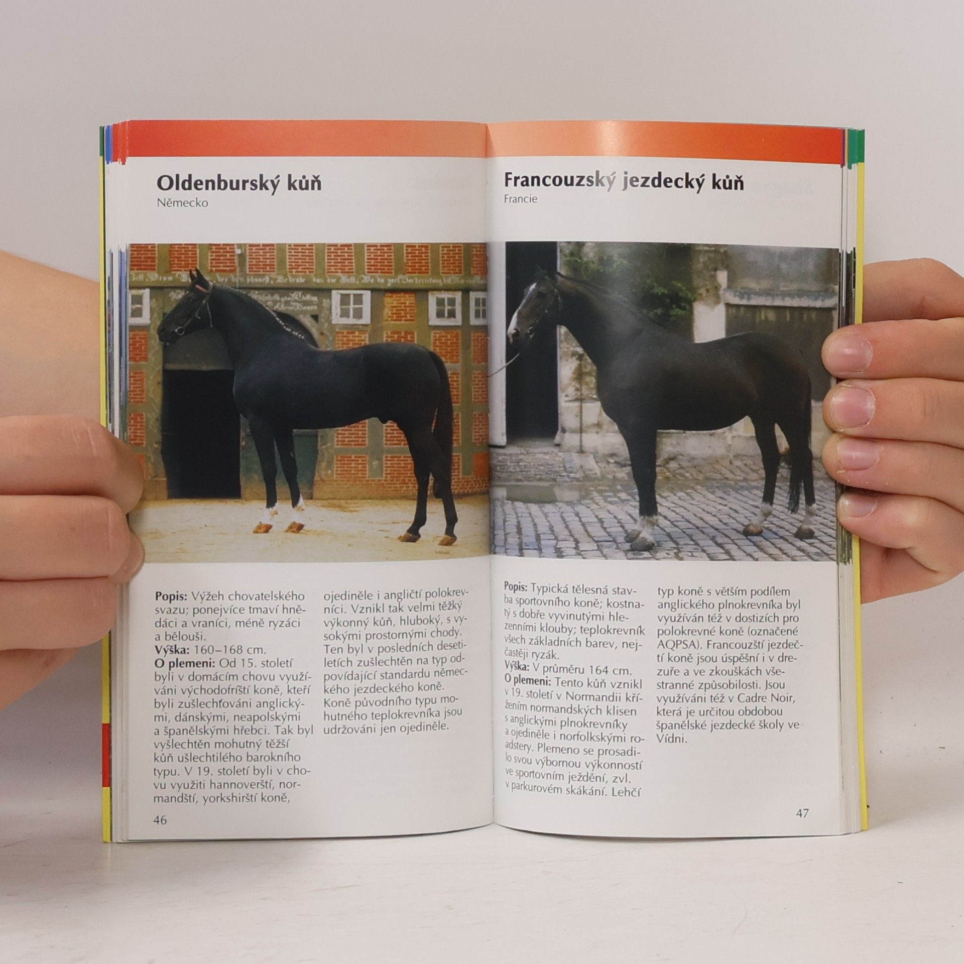 Christiane Gohl Koně a pony