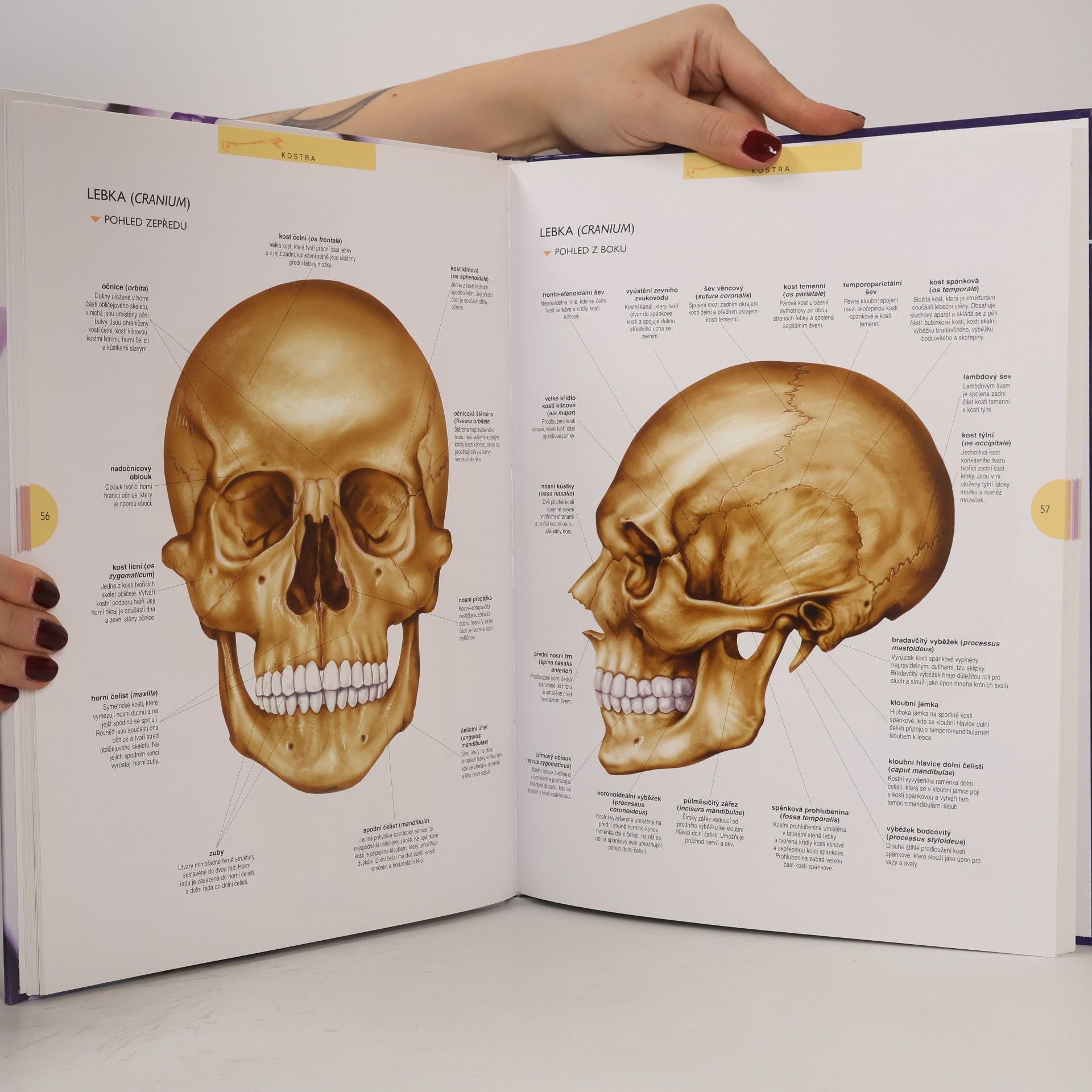 Kolektív autorov Atlas lidského těla