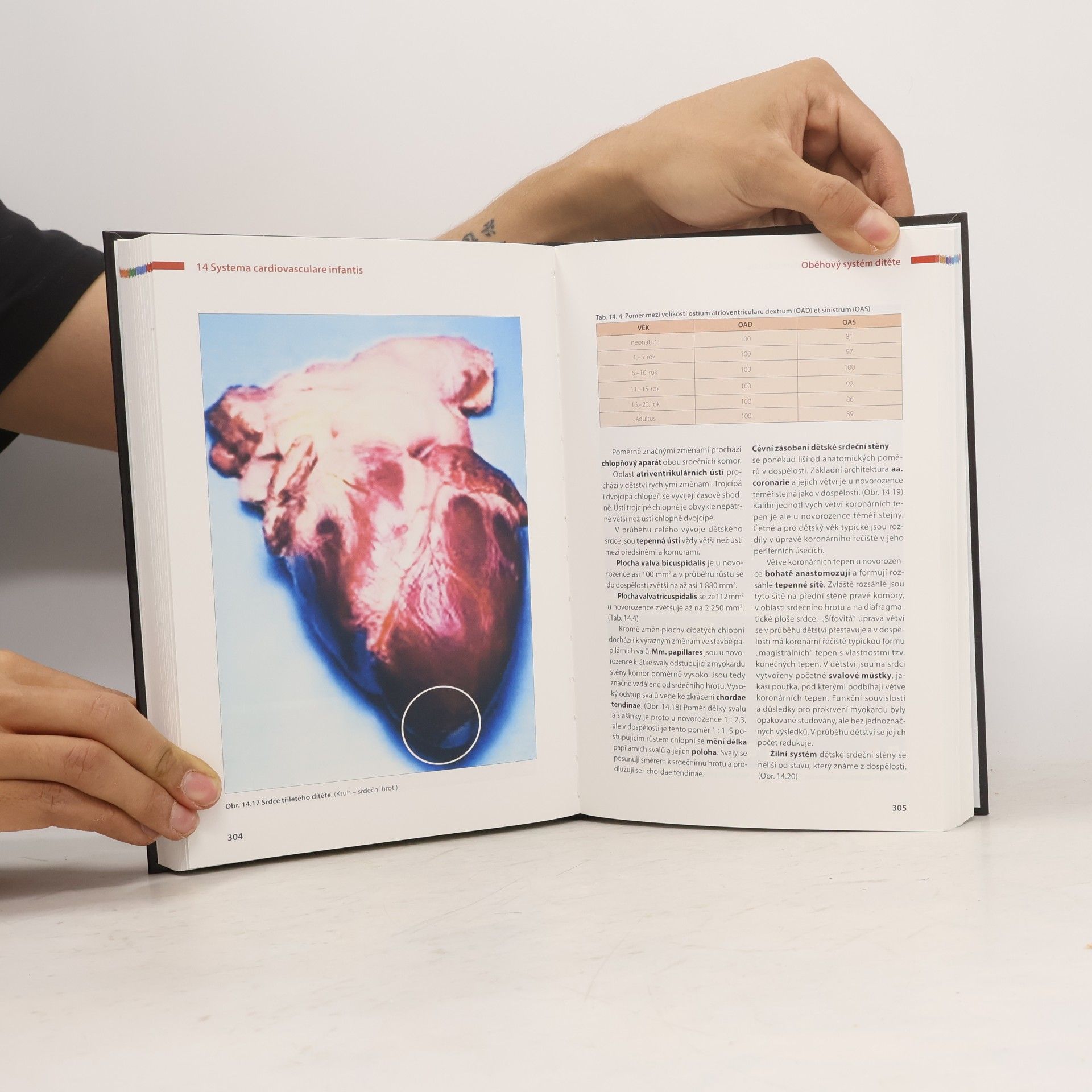 Ivan Dylevský Anatomie dítěte - Nipioanatomie 2. díl