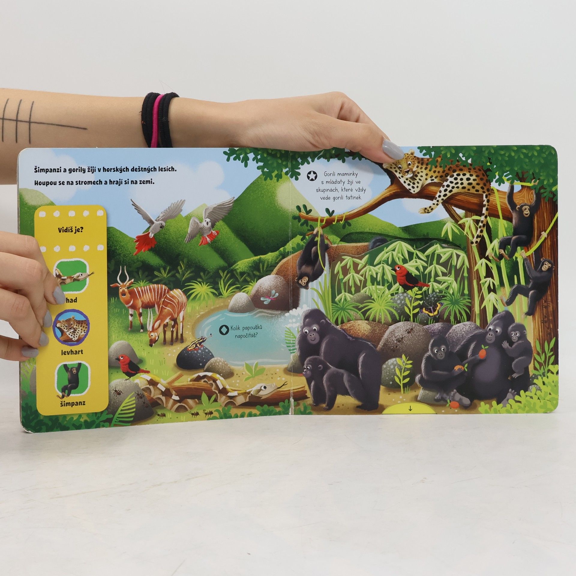 Jenny Wren Divoká zvířata