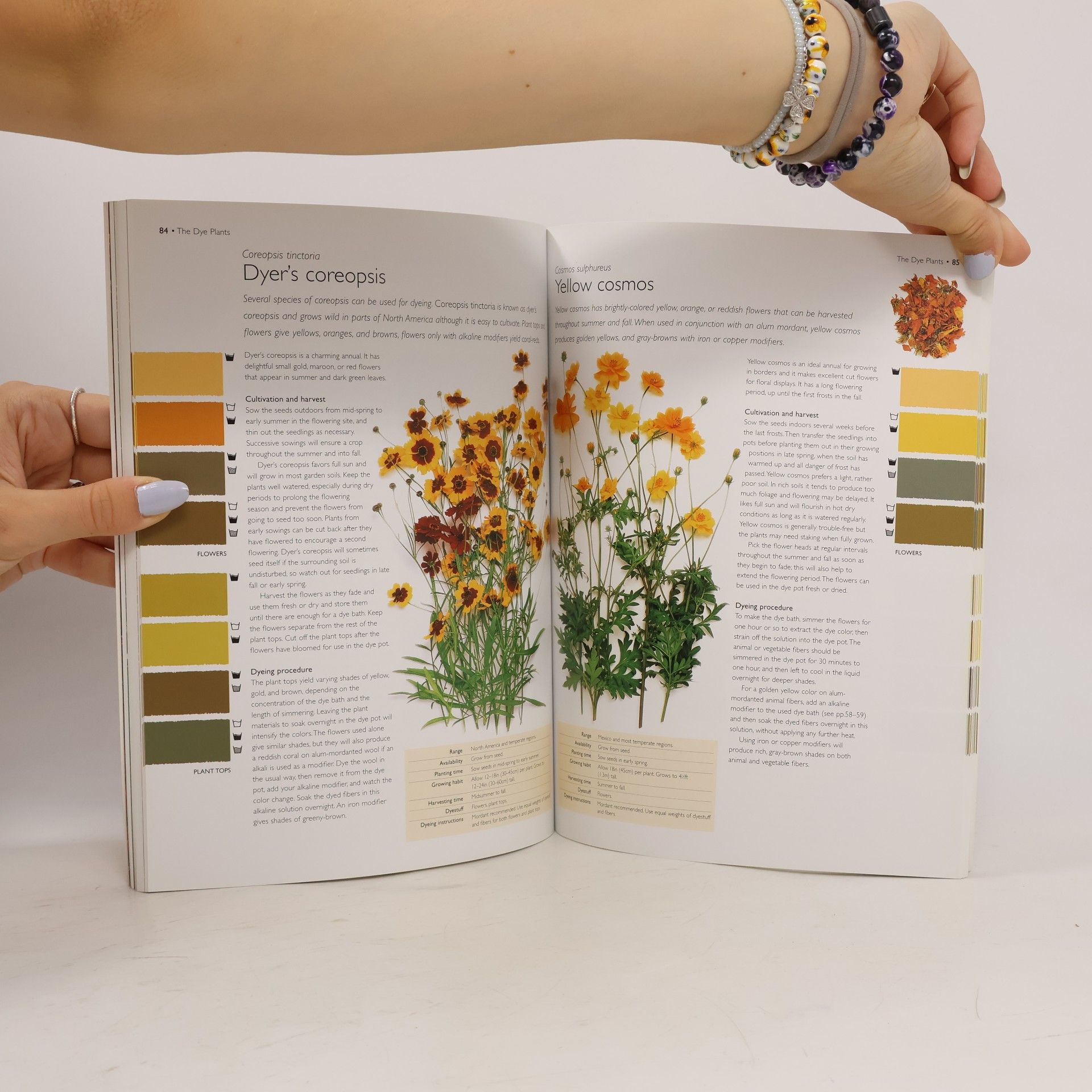 Jenny Dean Wild Color