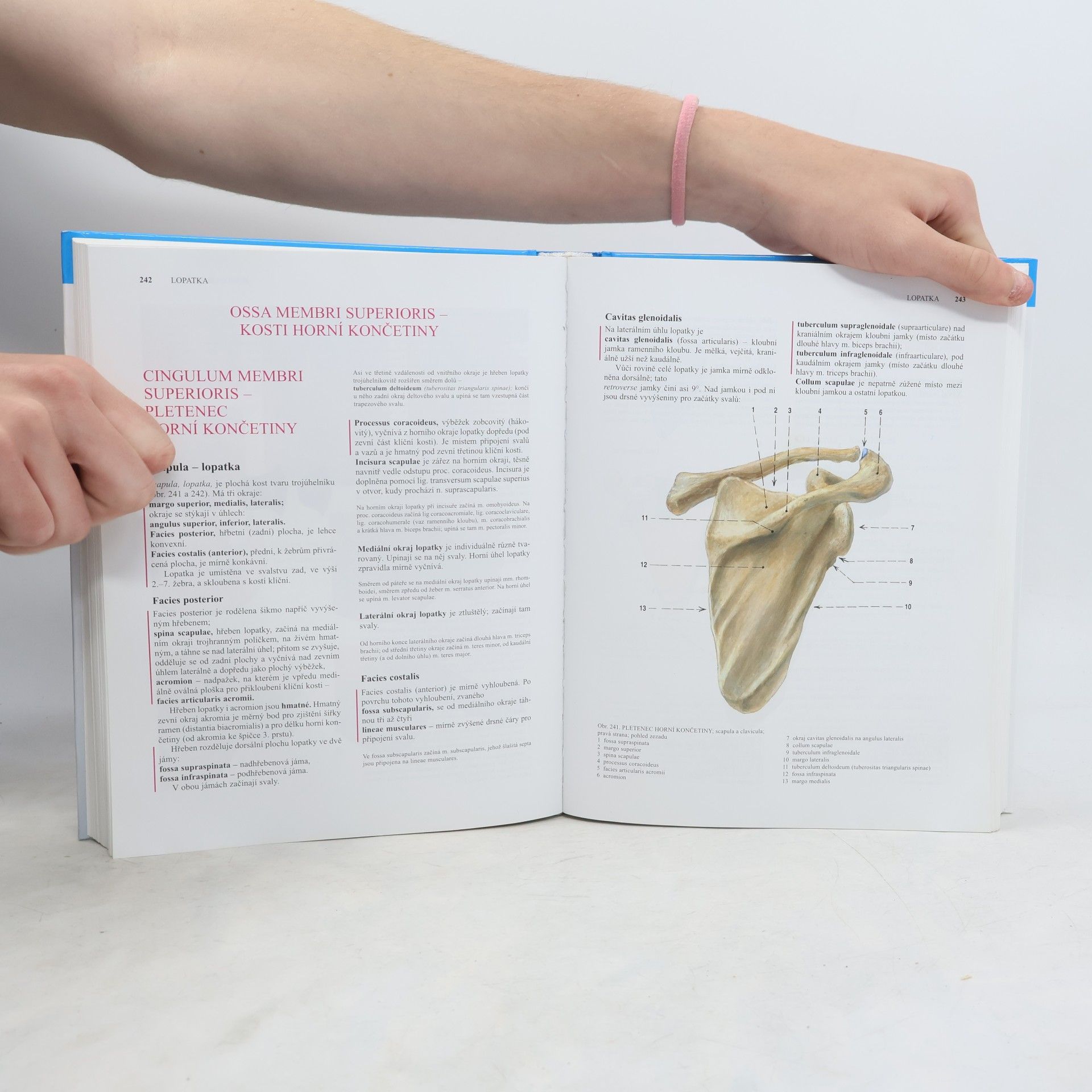 Oldřich Fejfar Anatomie 1