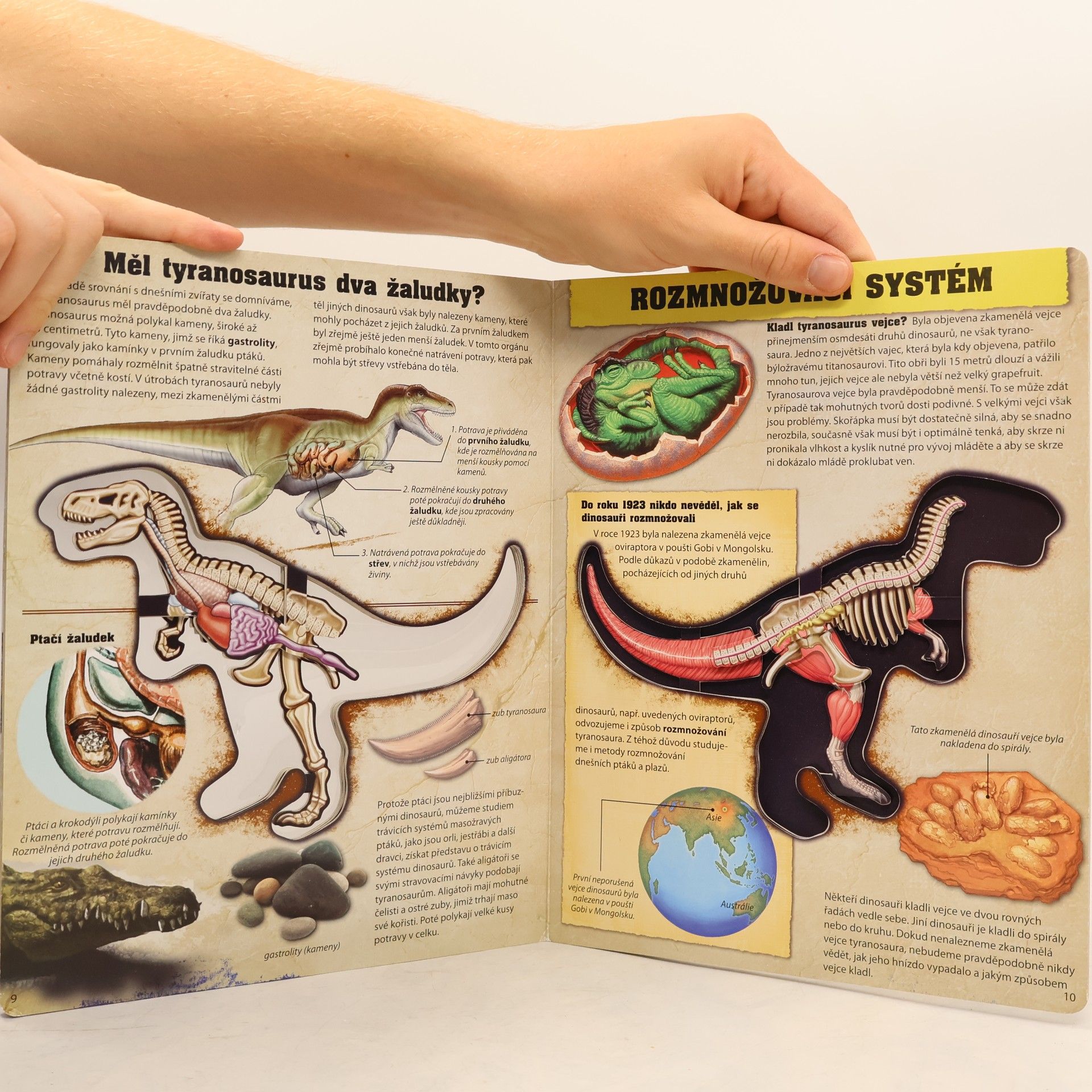 Dennis Schatz Tiranosaurus rex. Poznáváme dinosaury. Prozkoumejte nejslavnějšího dinosaura na světě!