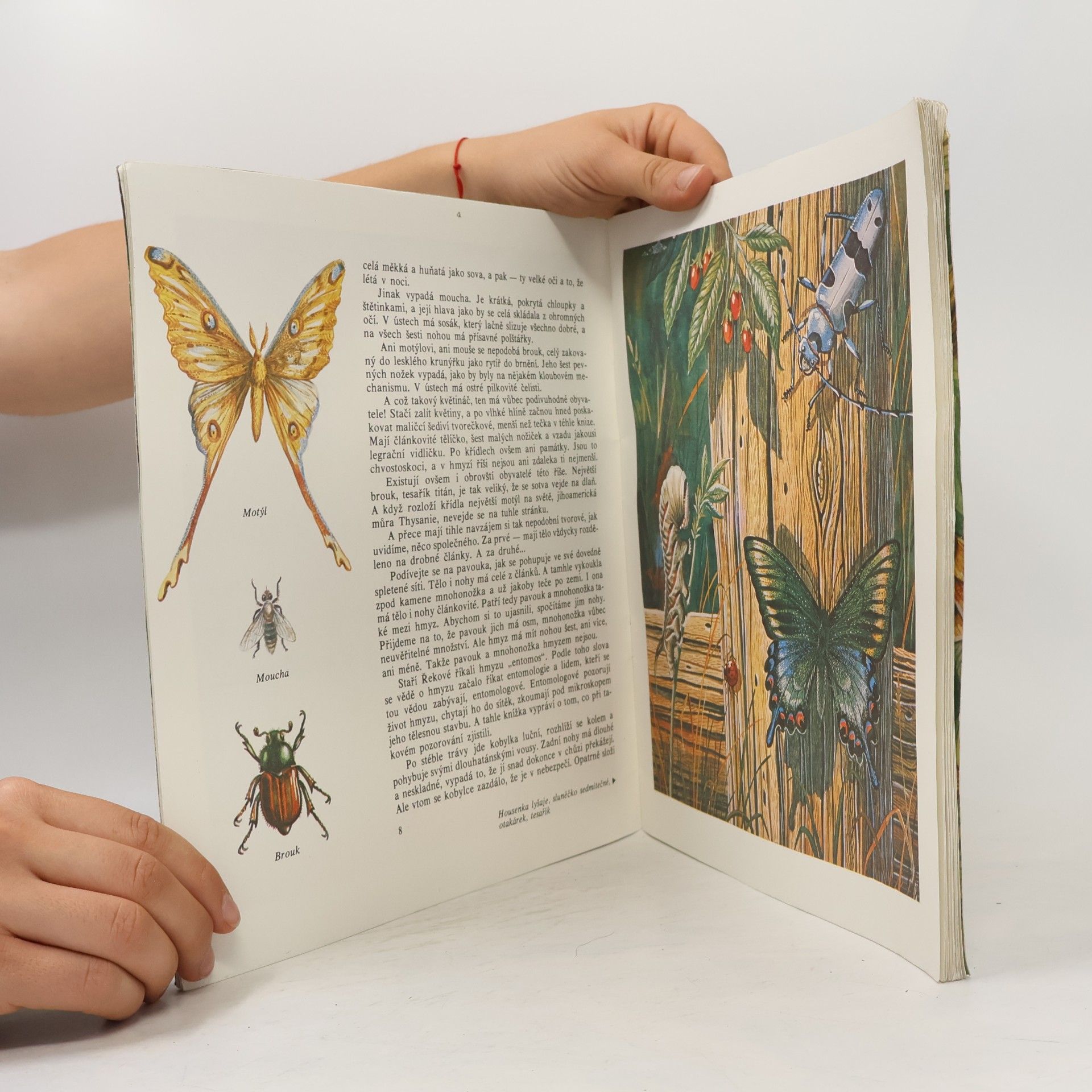 Vitalij Tanasijčuk Entomologie v obrázcích
