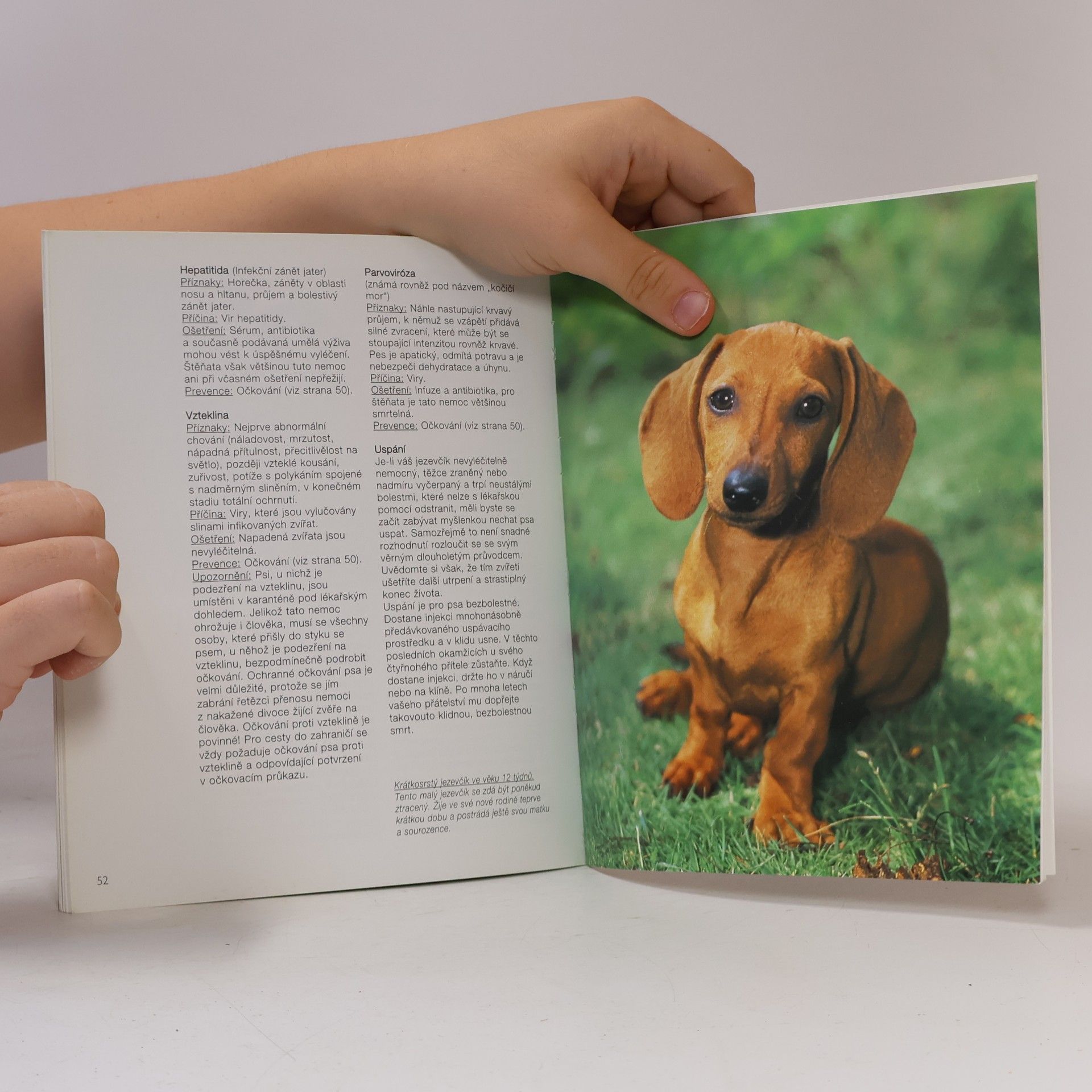 Leni Fiedelmeier Jezevčík