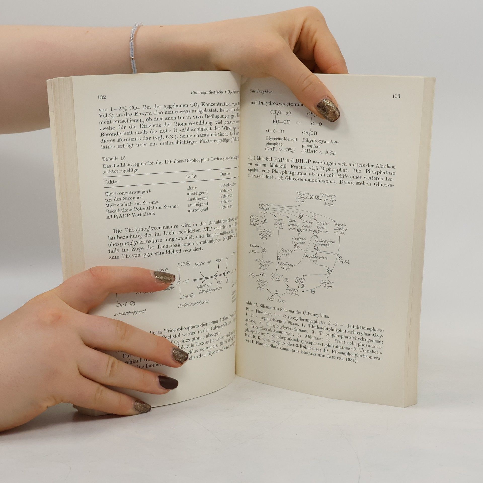 Paul Hoffmann Wissenschaftliche Taschenbücher - 158: Photosynthese