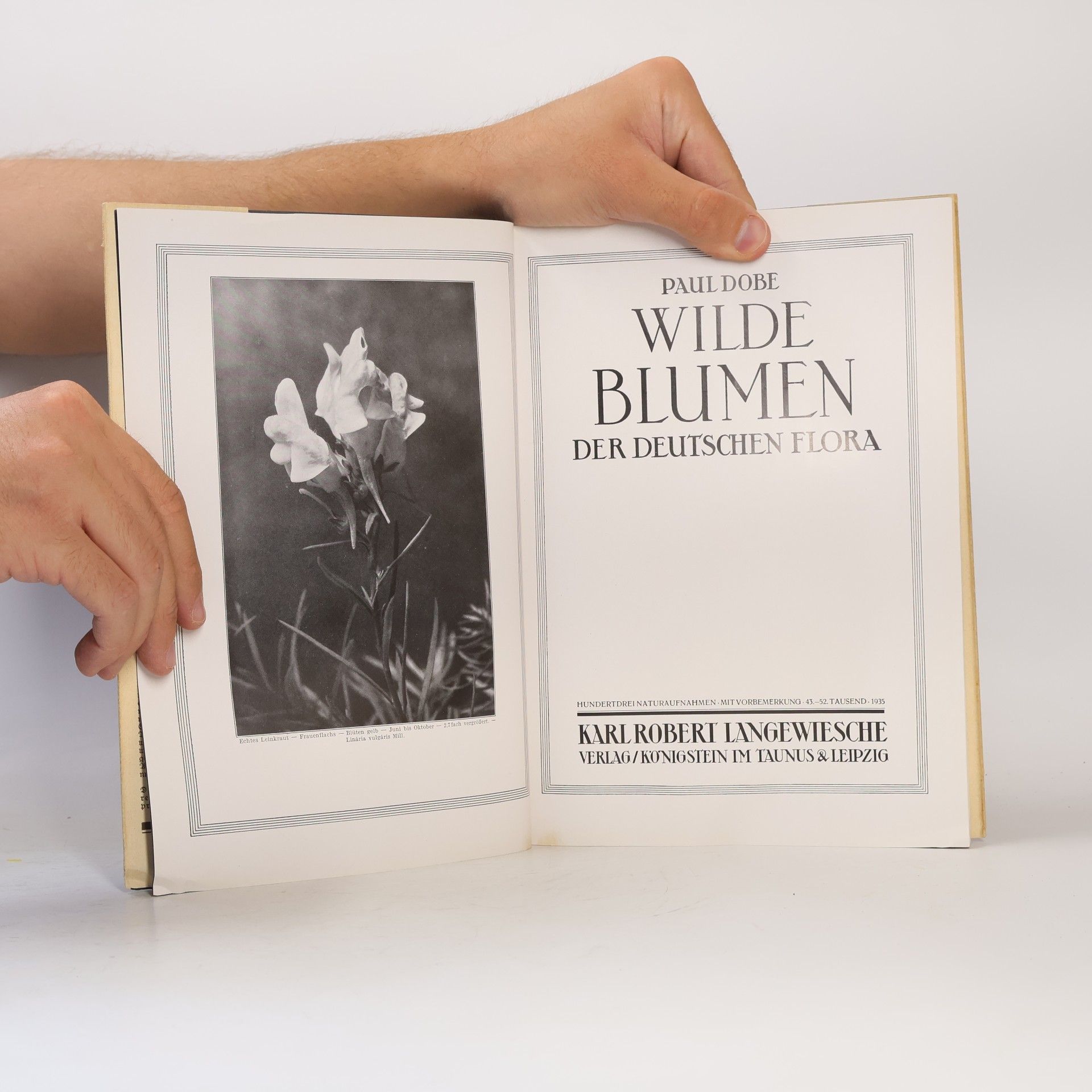 Paul Dobe Wilde Blumen der Deutschen Flora