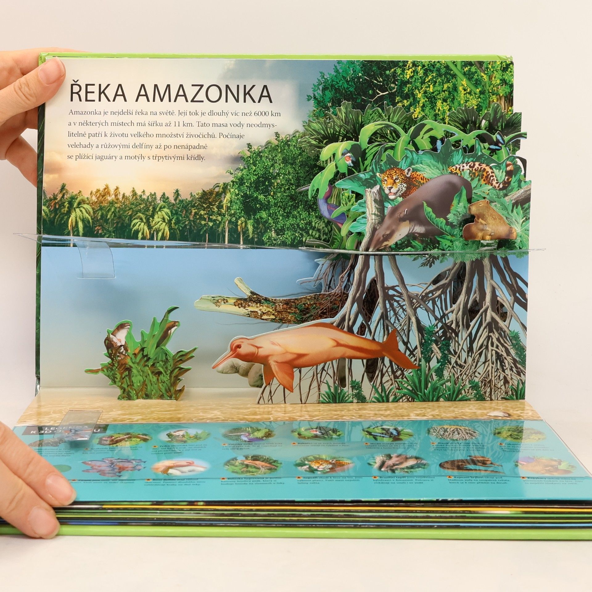 Autores varios Deštný prales. Cesta od řeky až do korun stromů. (pop-up leporelo)