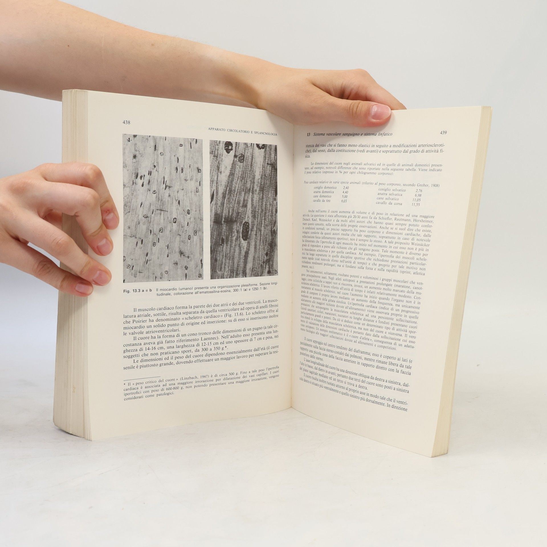 Kurt Tittel Anatomia funzionale dell'uomo applicata all'educazione fisica ed allo sport - Seconda edizione italiana a cura di G. Marinozzi