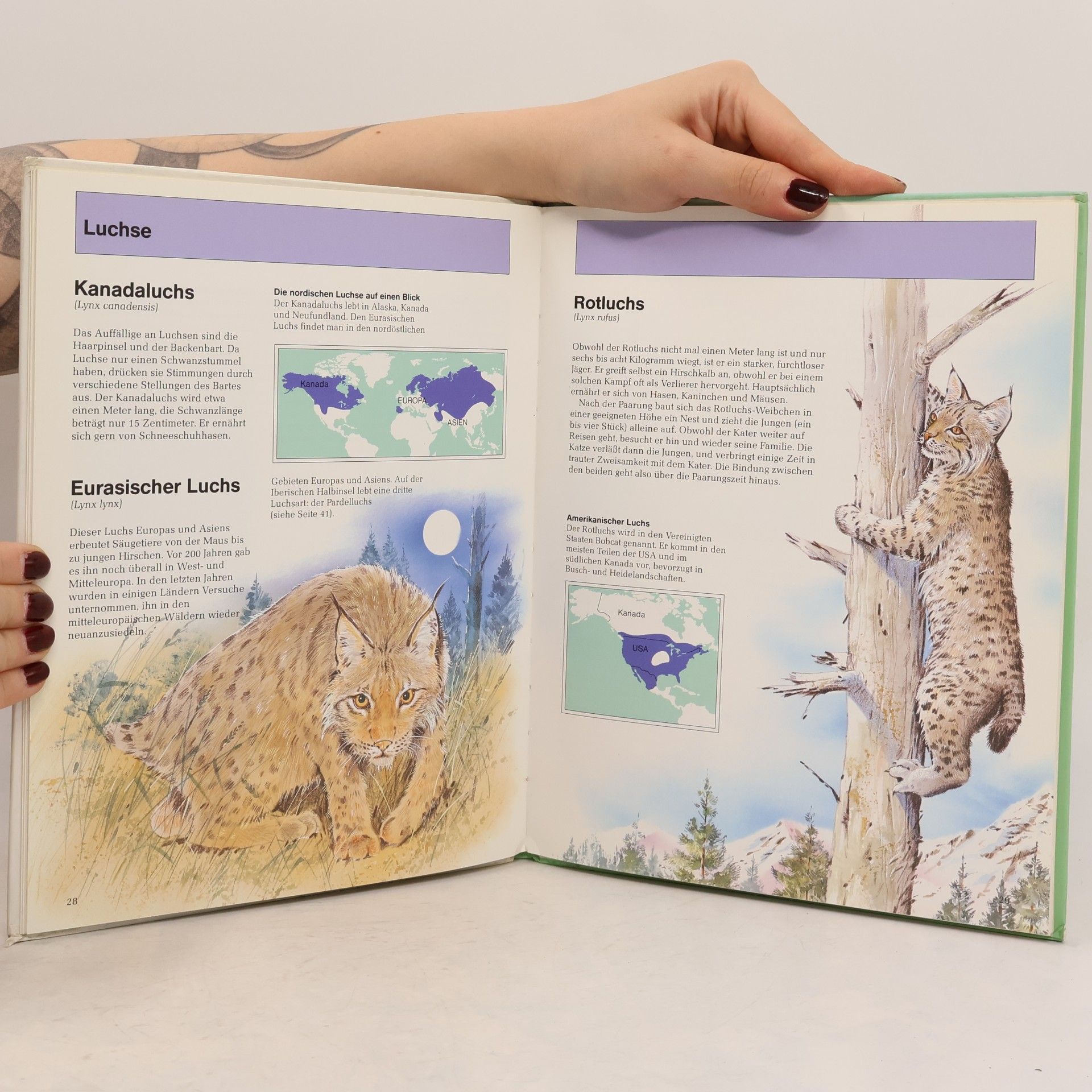 Chris Forsey Das Katzenbuch