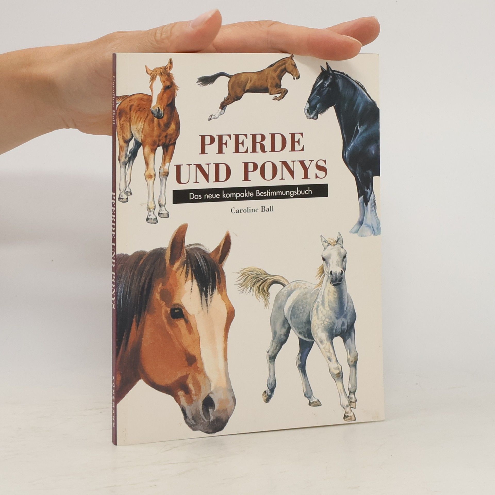 Caroline Ball Pferde und Ponys