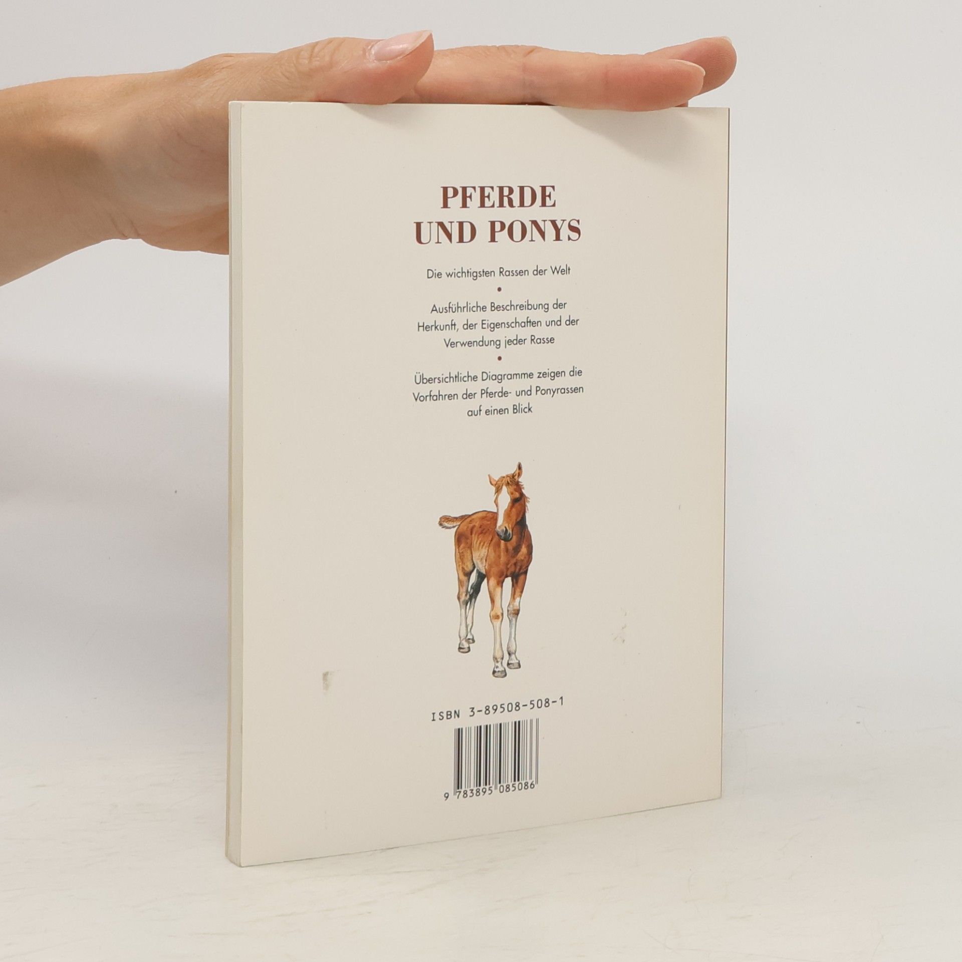 Caroline Ball Pferde und Ponys