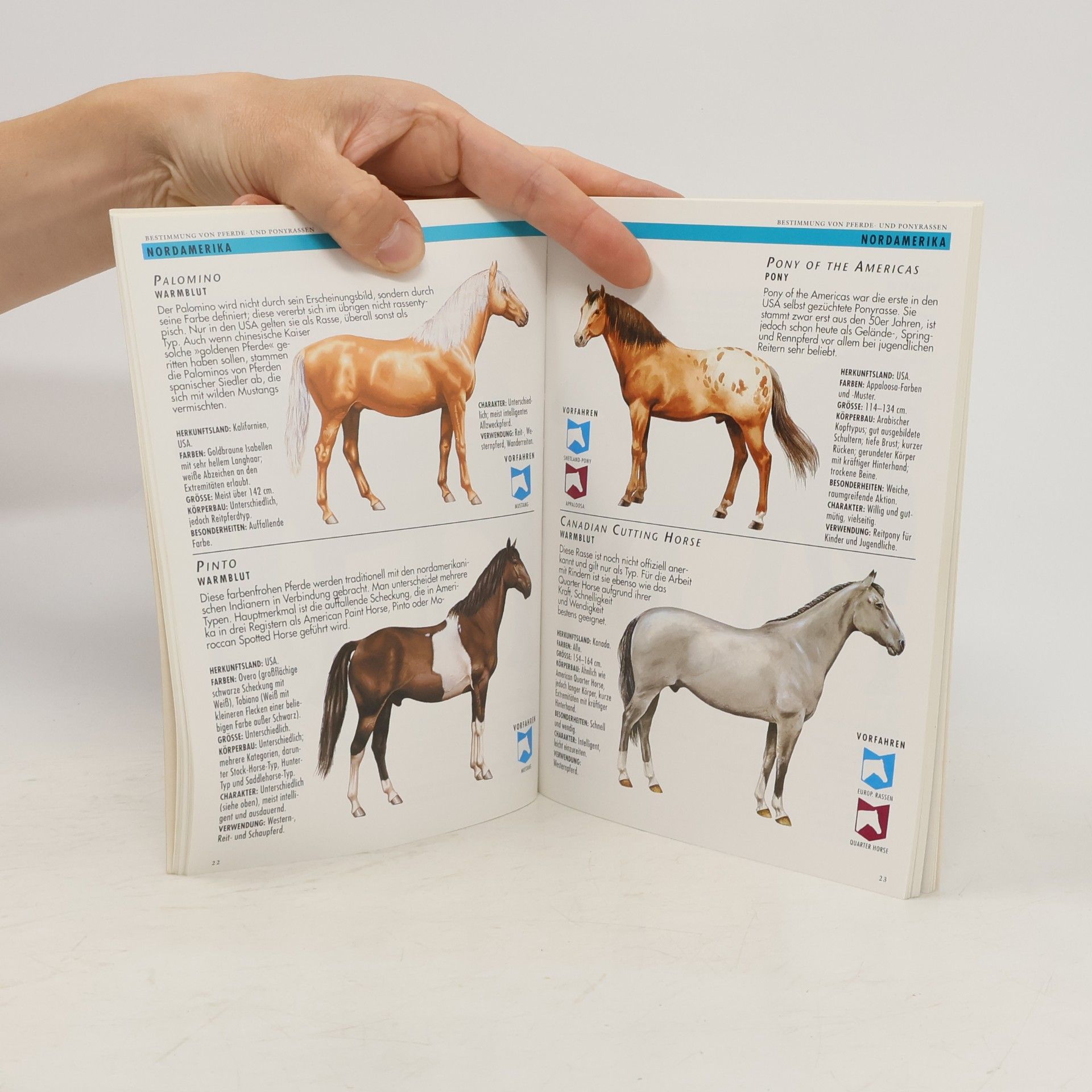 Caroline Ball Pferde und Ponys