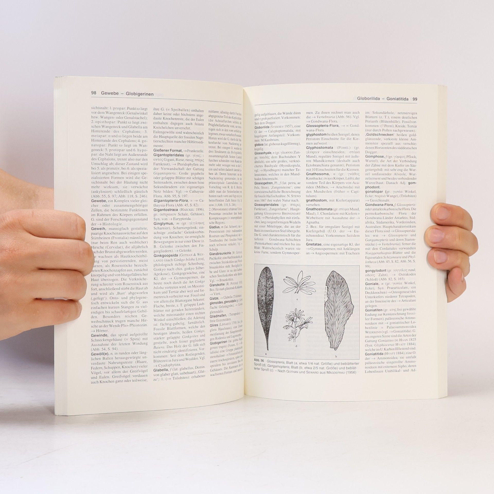 Ulrich Lehmann Paläontologisches Wörterbuch