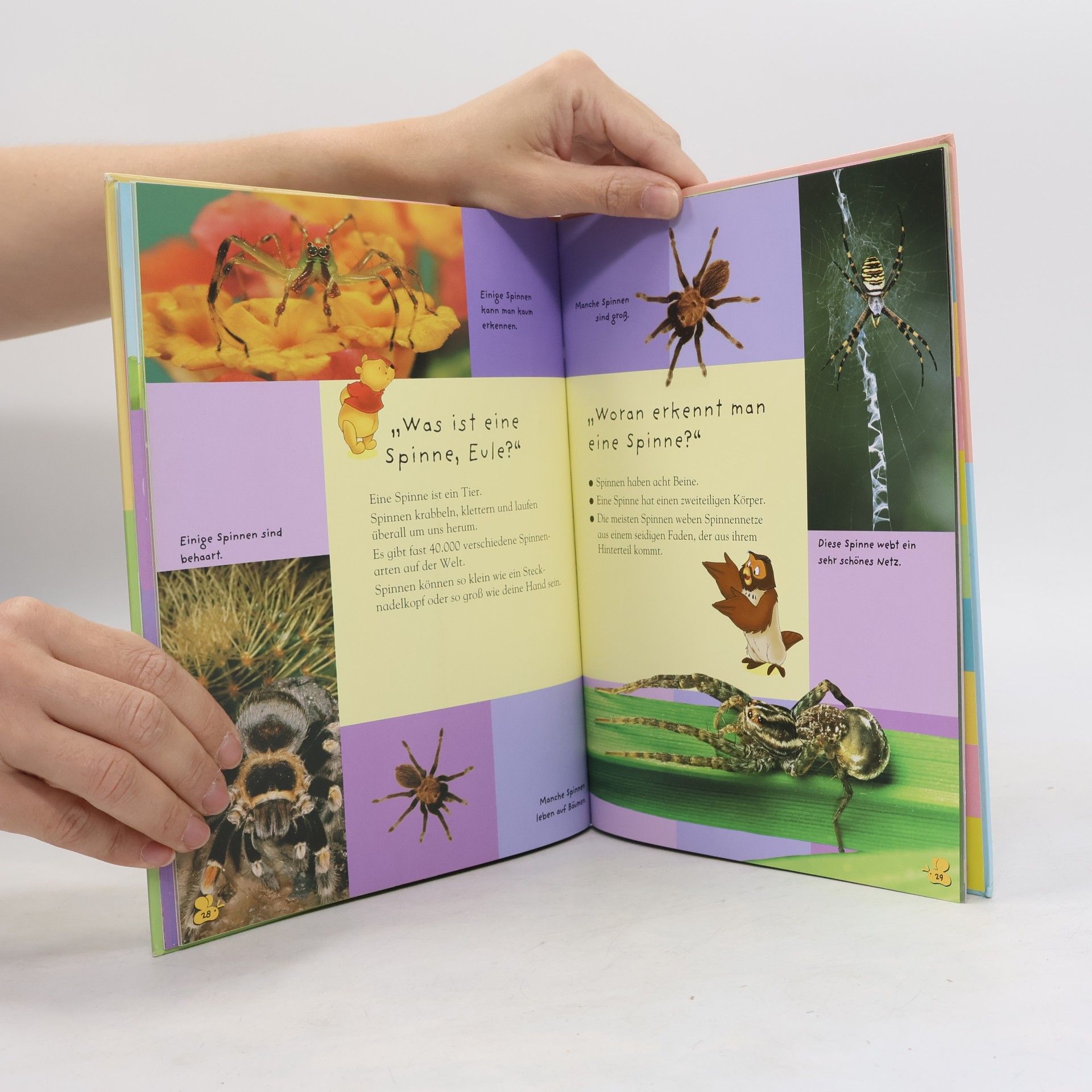 Autorenkollektiv Mein Erstes Buch der Insekten und Spinnen