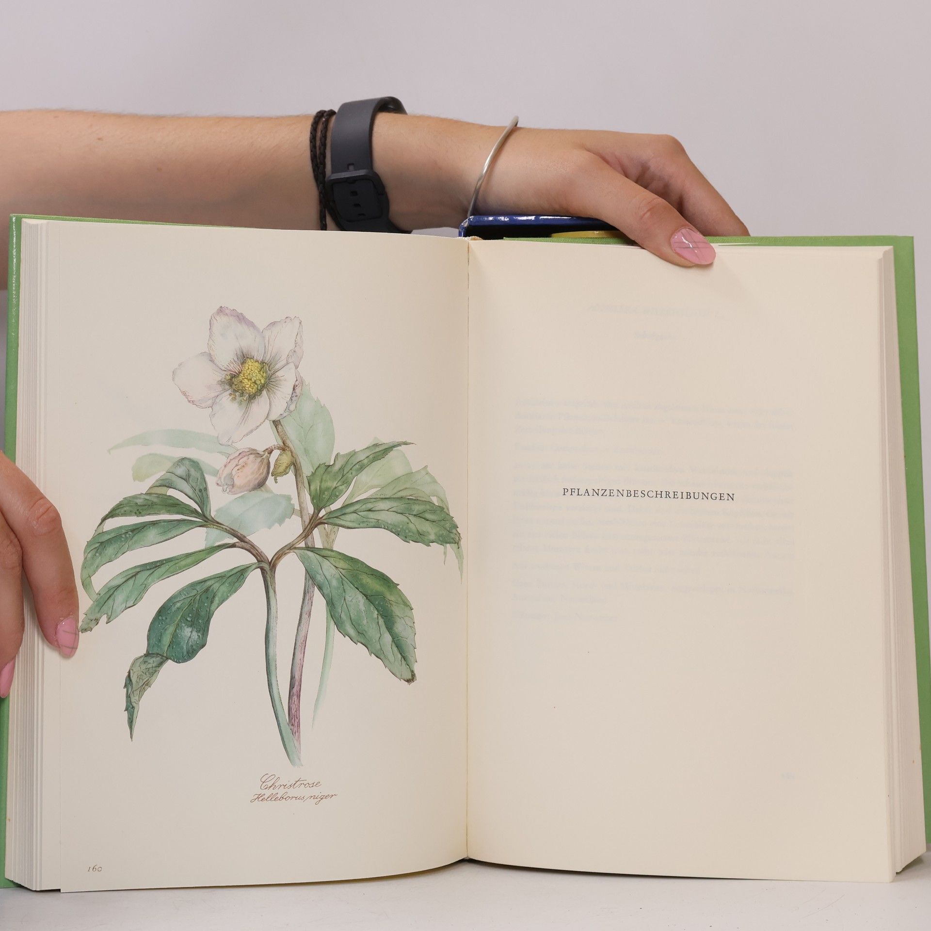 Autorenkollektiv Blumen-Fibel 1-2