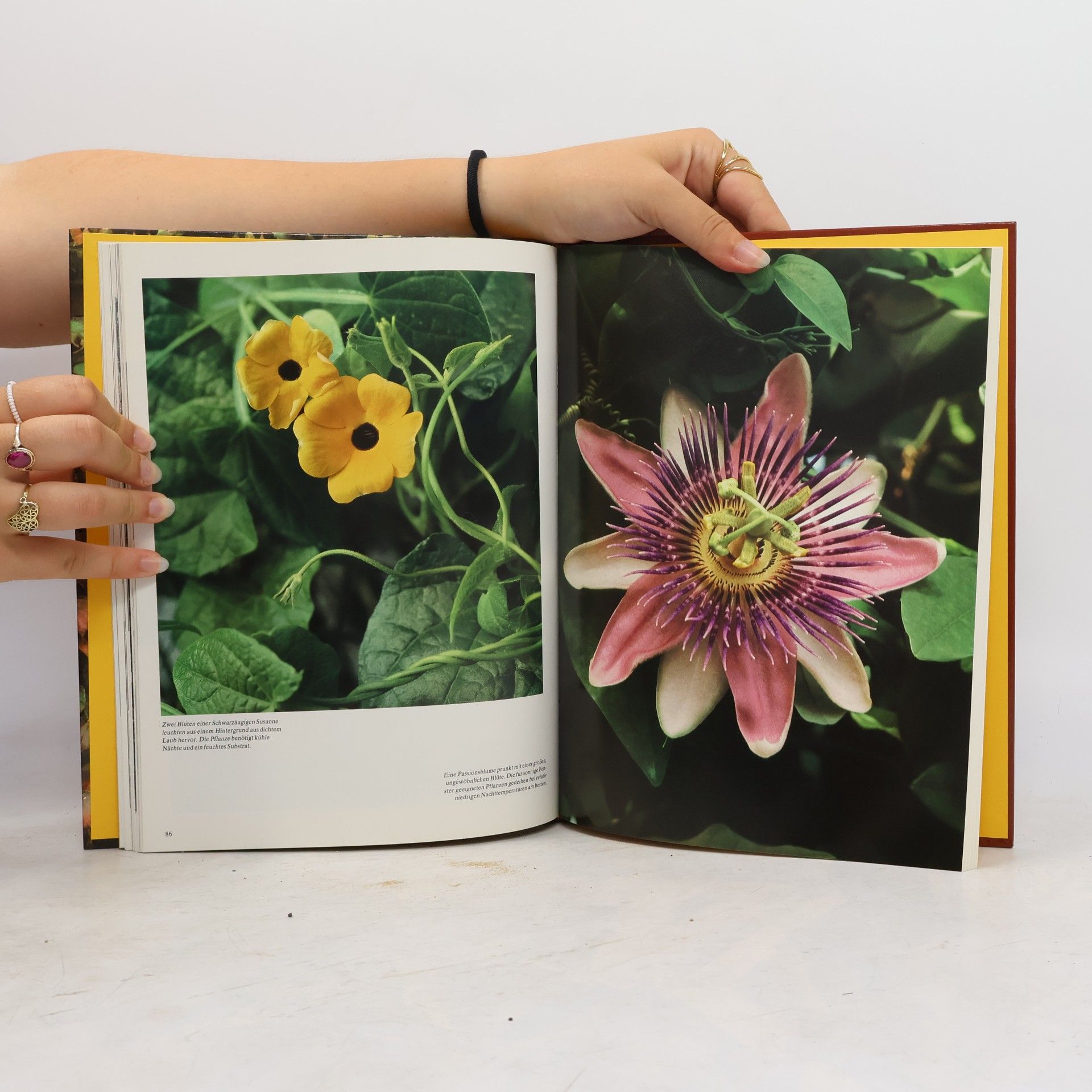Autores varios Kletterpflanzen