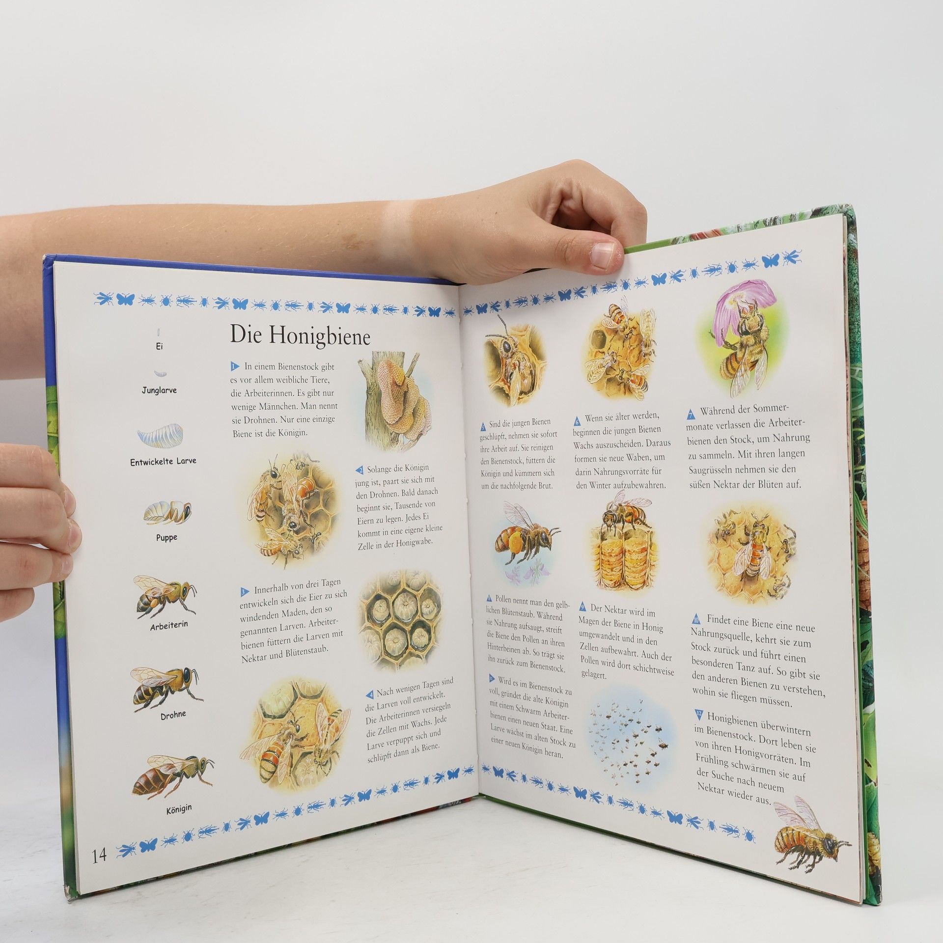 Claire Llewellyn Tessloffs erstes Buch der Insekten und Spinnen