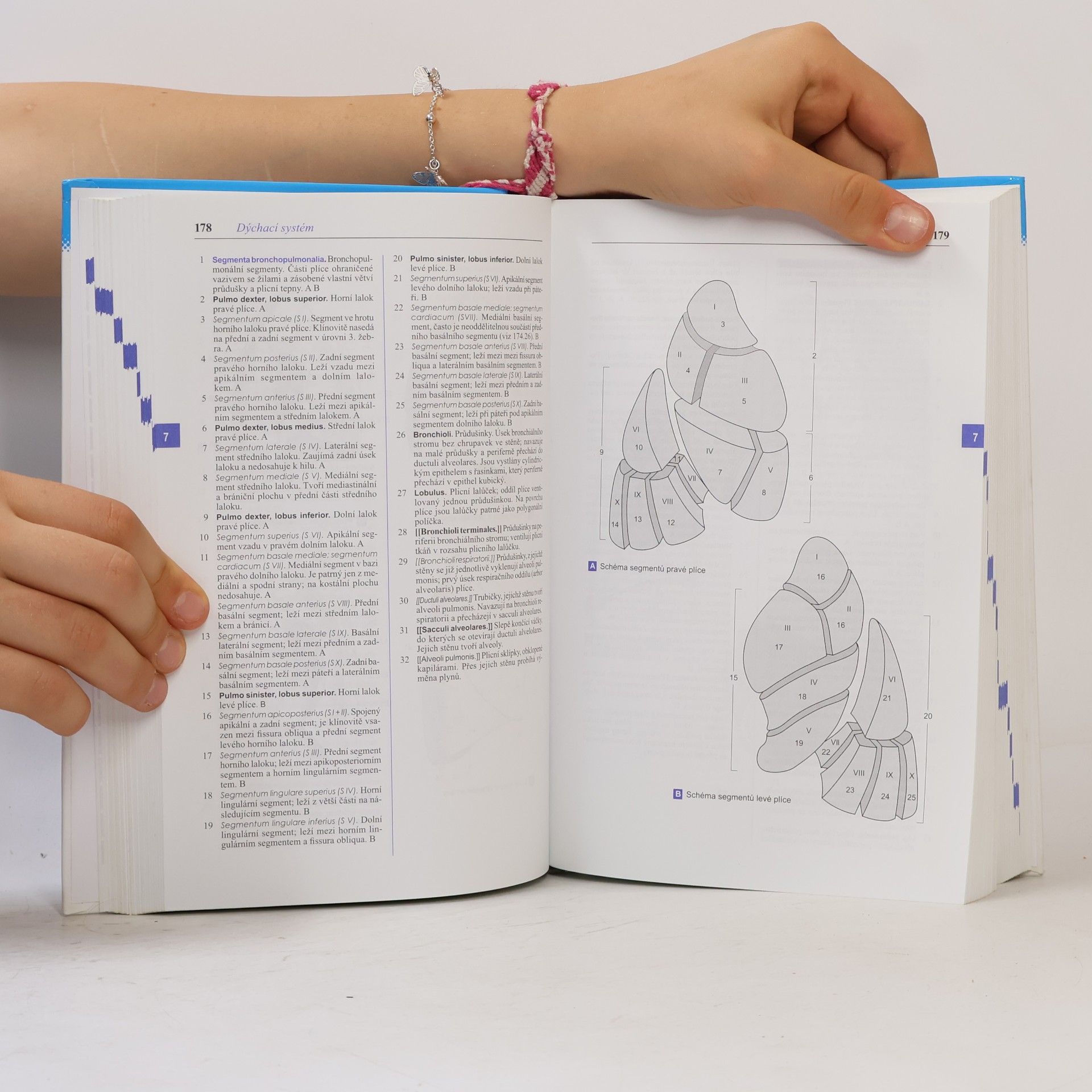 Wolfgang Dauber Feneisův obrazový slovník anatomie