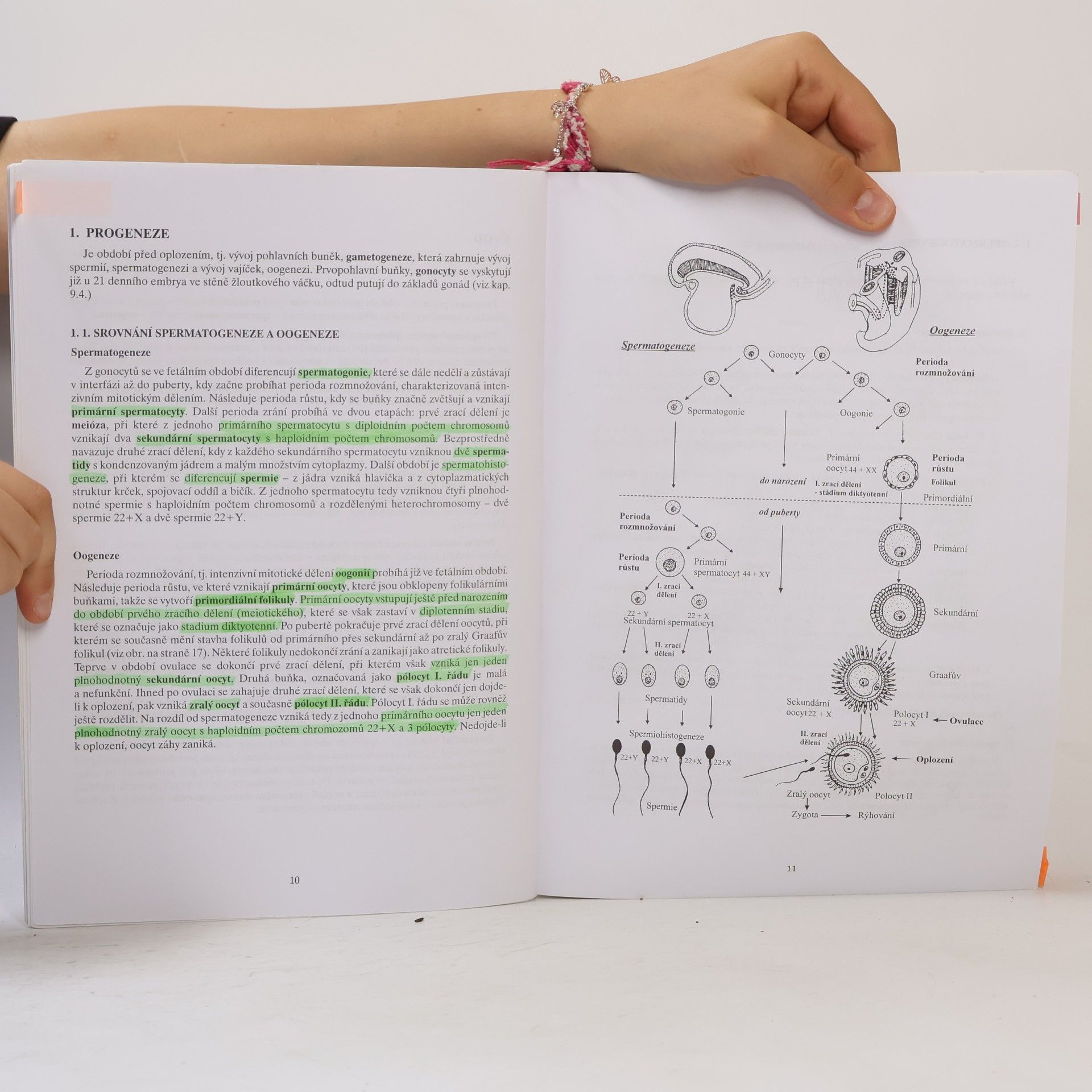 Jiří Malínský Přehled embryologie člověka v obrazech