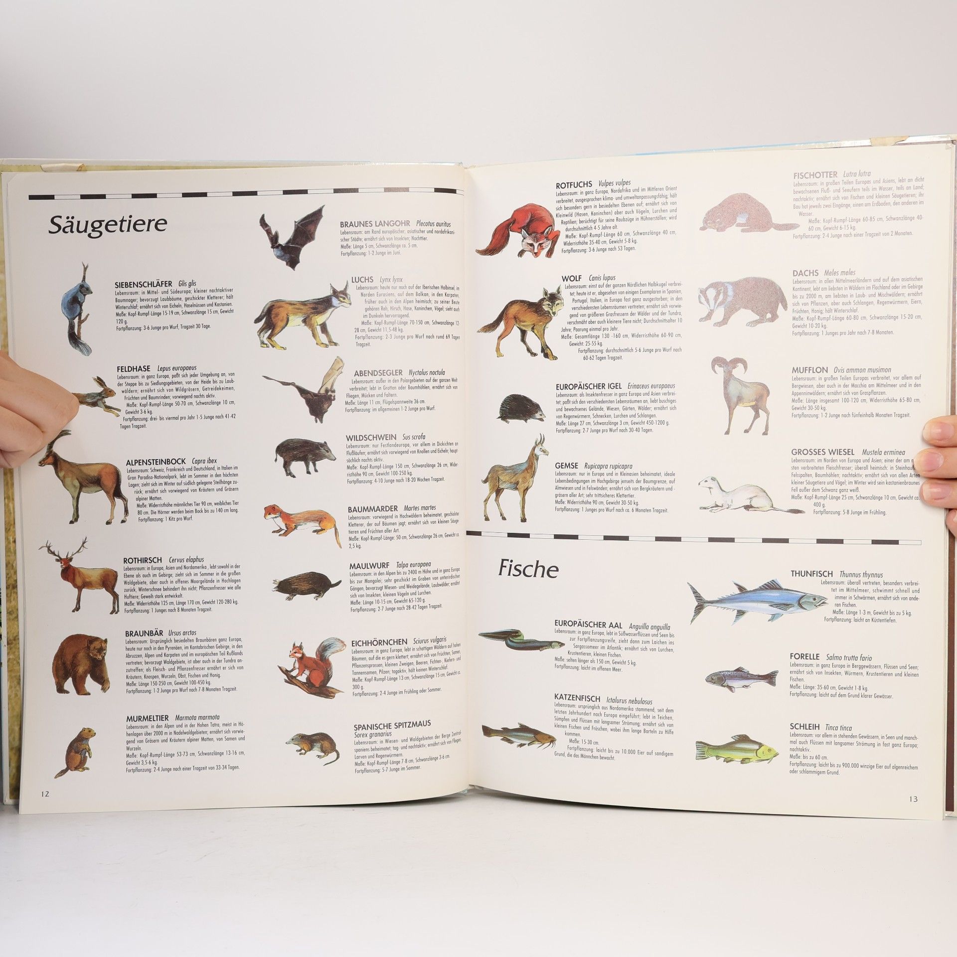Der bunte Weltatlas der Tiere