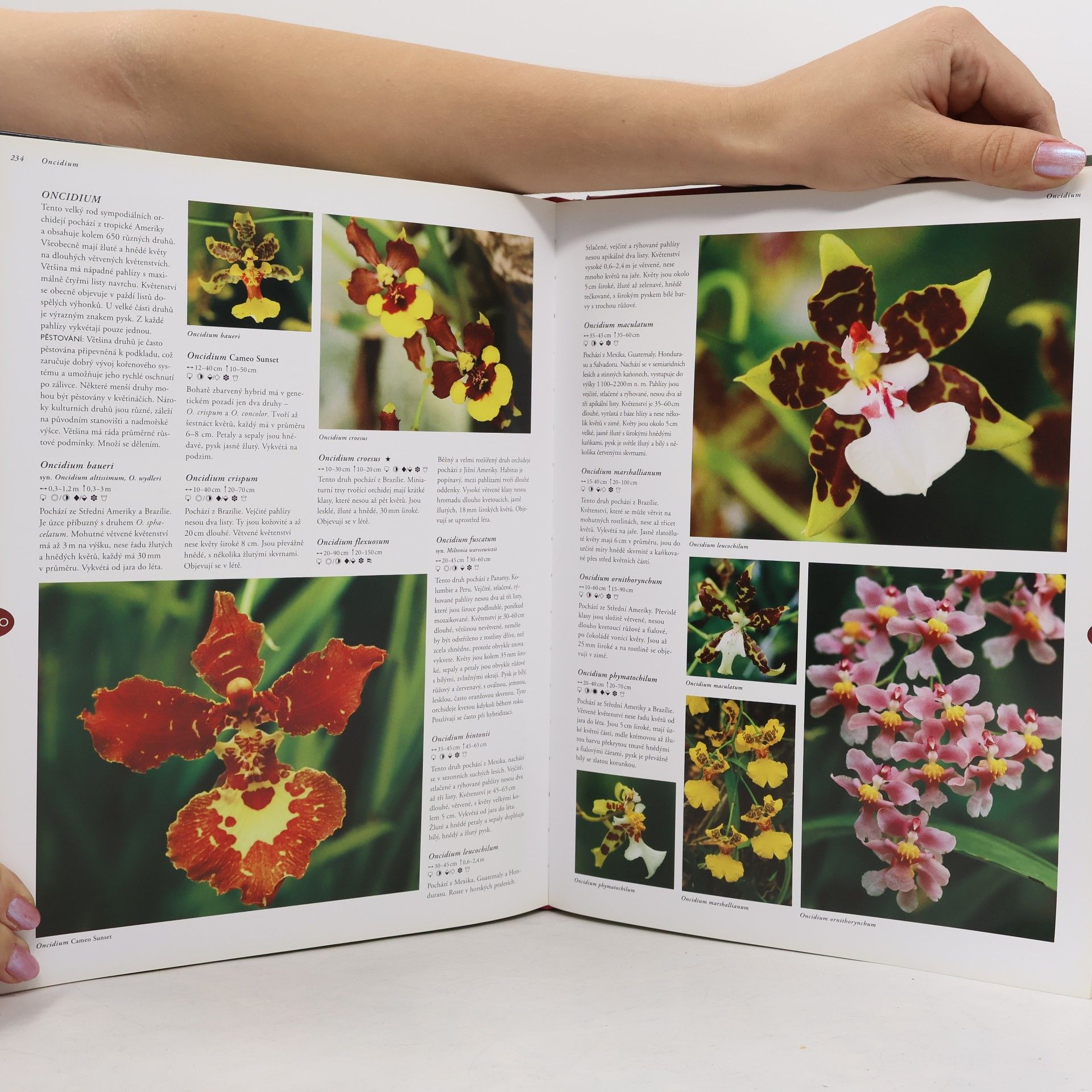 Ned Nash Orchideje: Více než 1500 druhů orchidejí