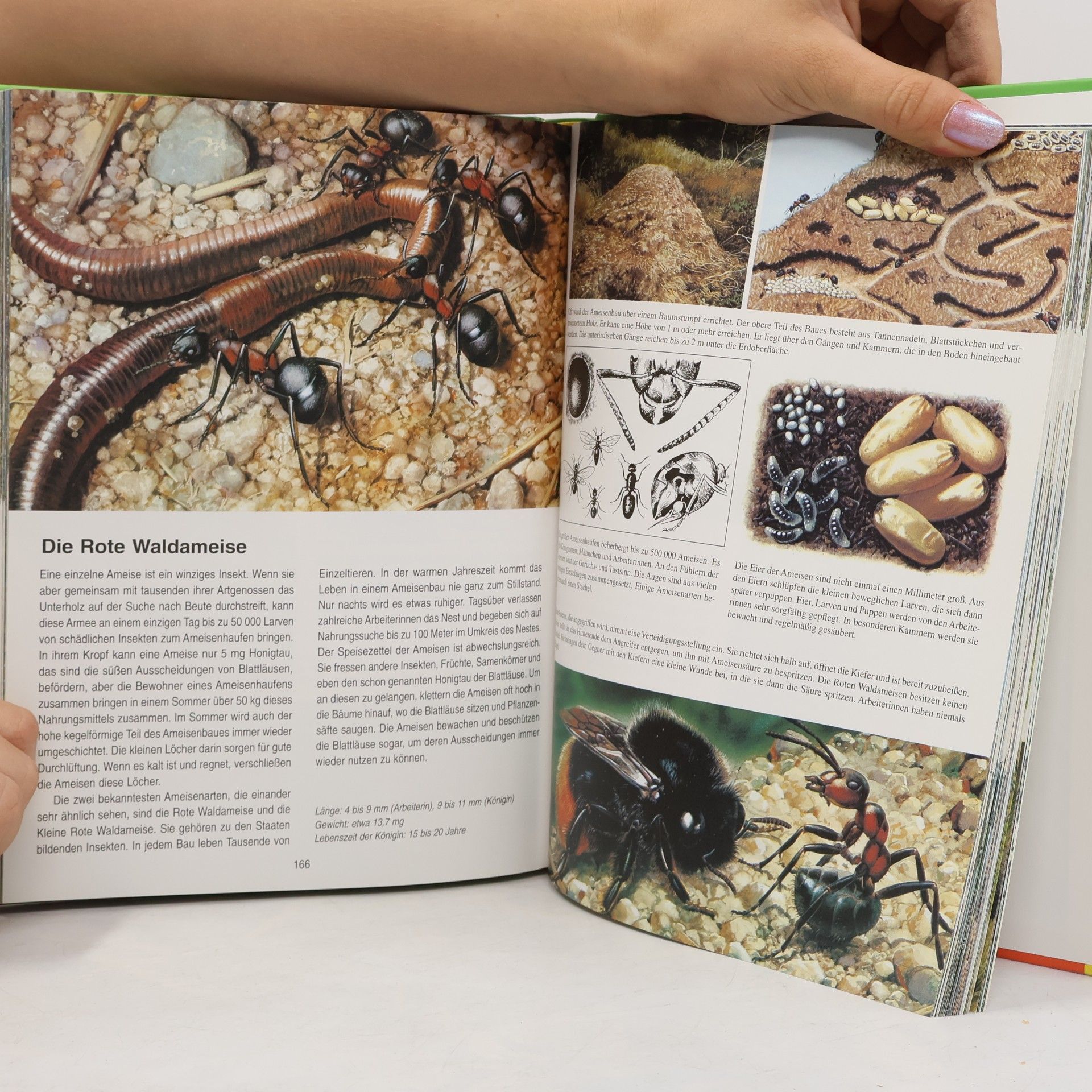 Michel Cuisin Mein großer Tieratlas von A - Z