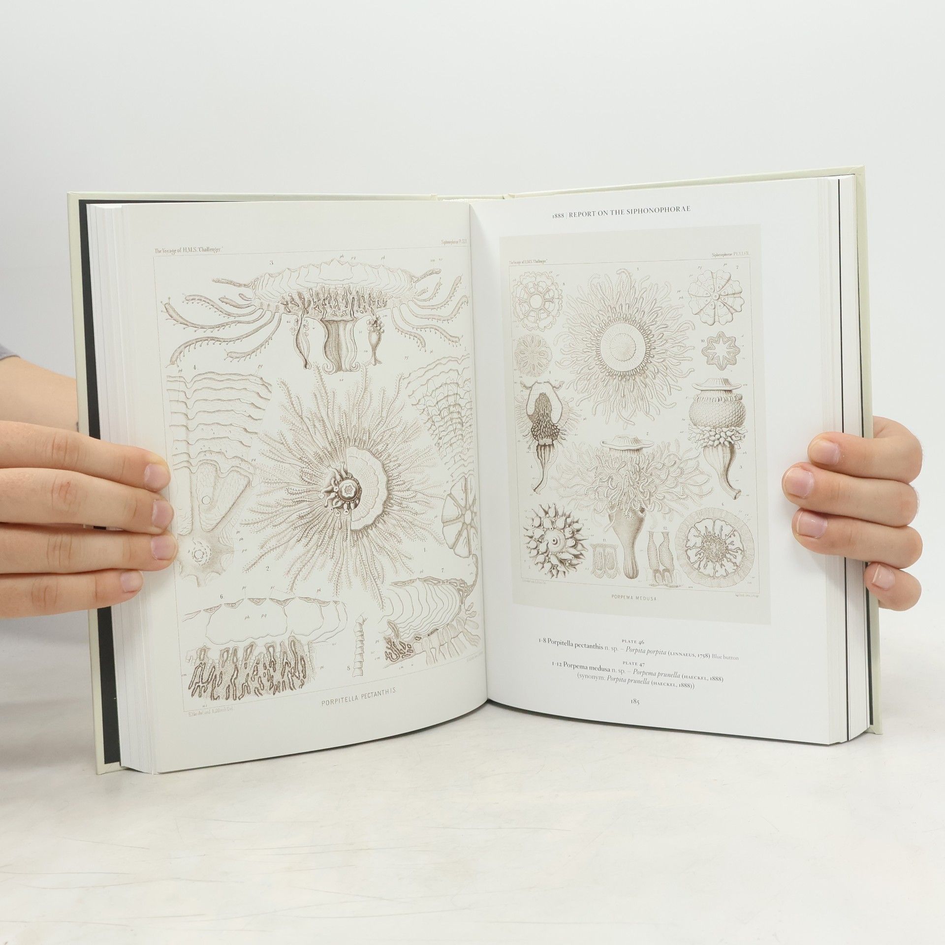 Ernst Haeckel The art and science of Ernst Haeckel