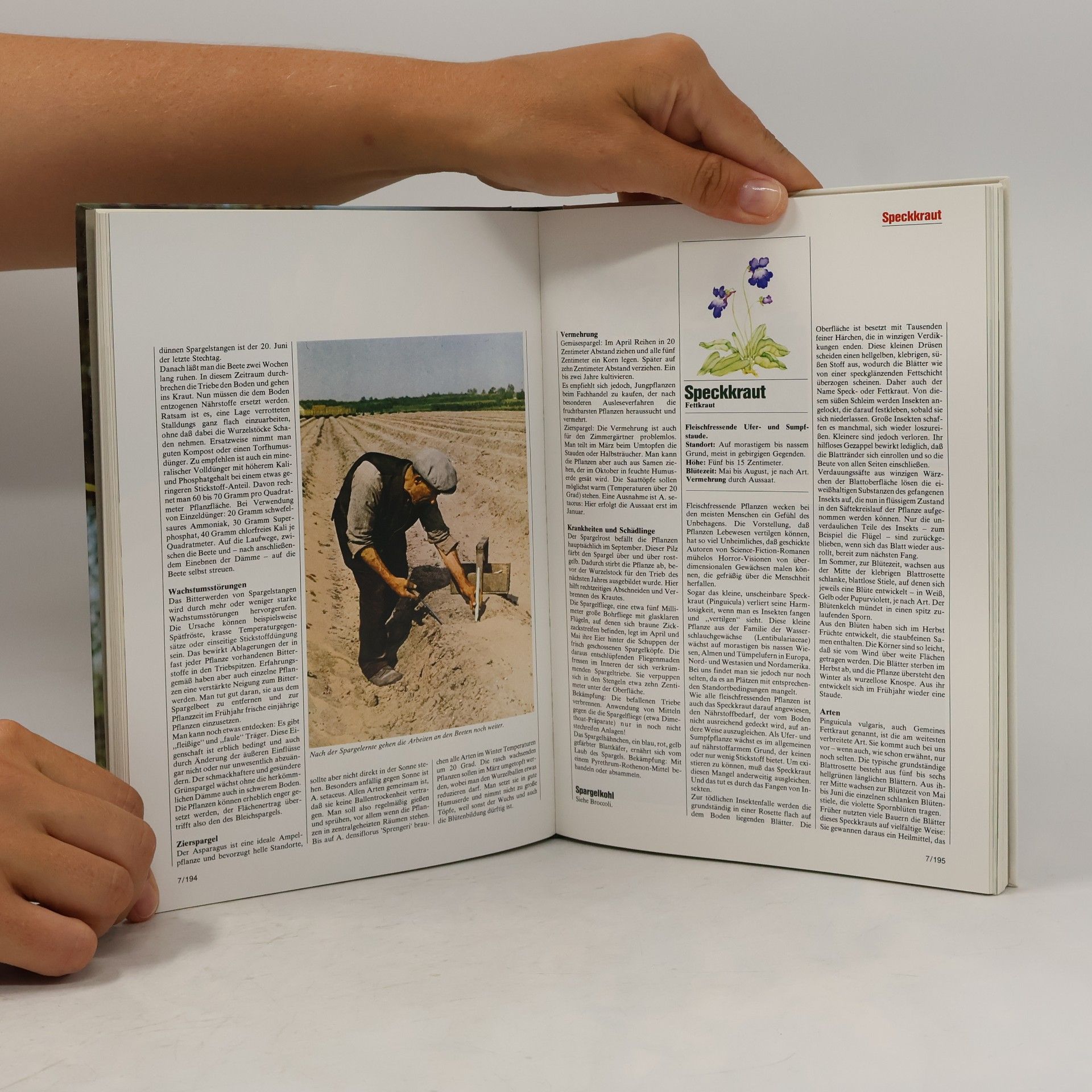 Autorenkollektiv Blumen & Garten 7. Das praktische Pflanzen-ABC