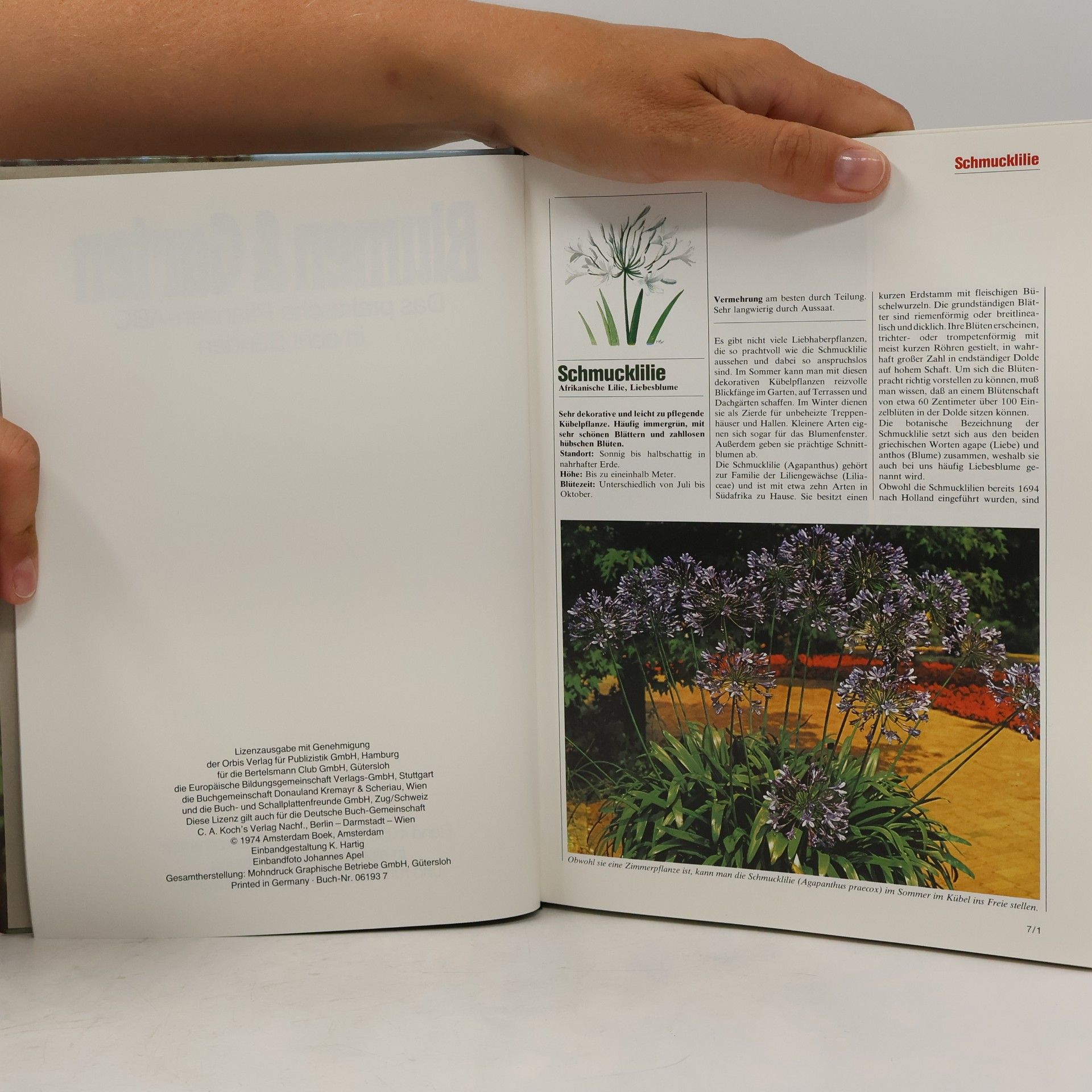 Autorenkollektiv Blumen & Garten 7. Das praktische Pflanzen-ABC
